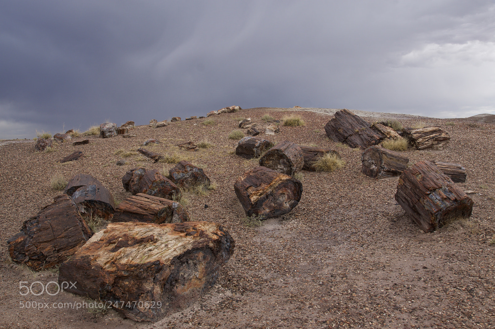 Sony ILCA-77M2 sample photo. Petrified forest photography