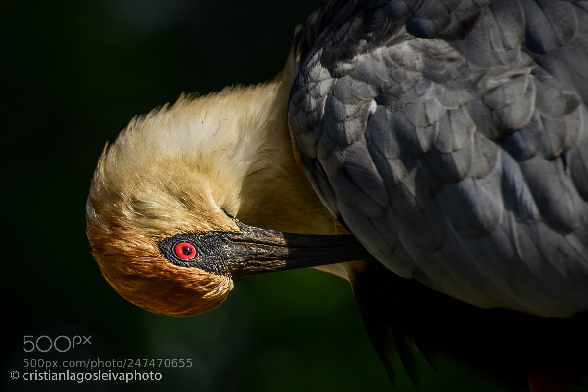 Nikon D810 sample photo. Bandurria photography