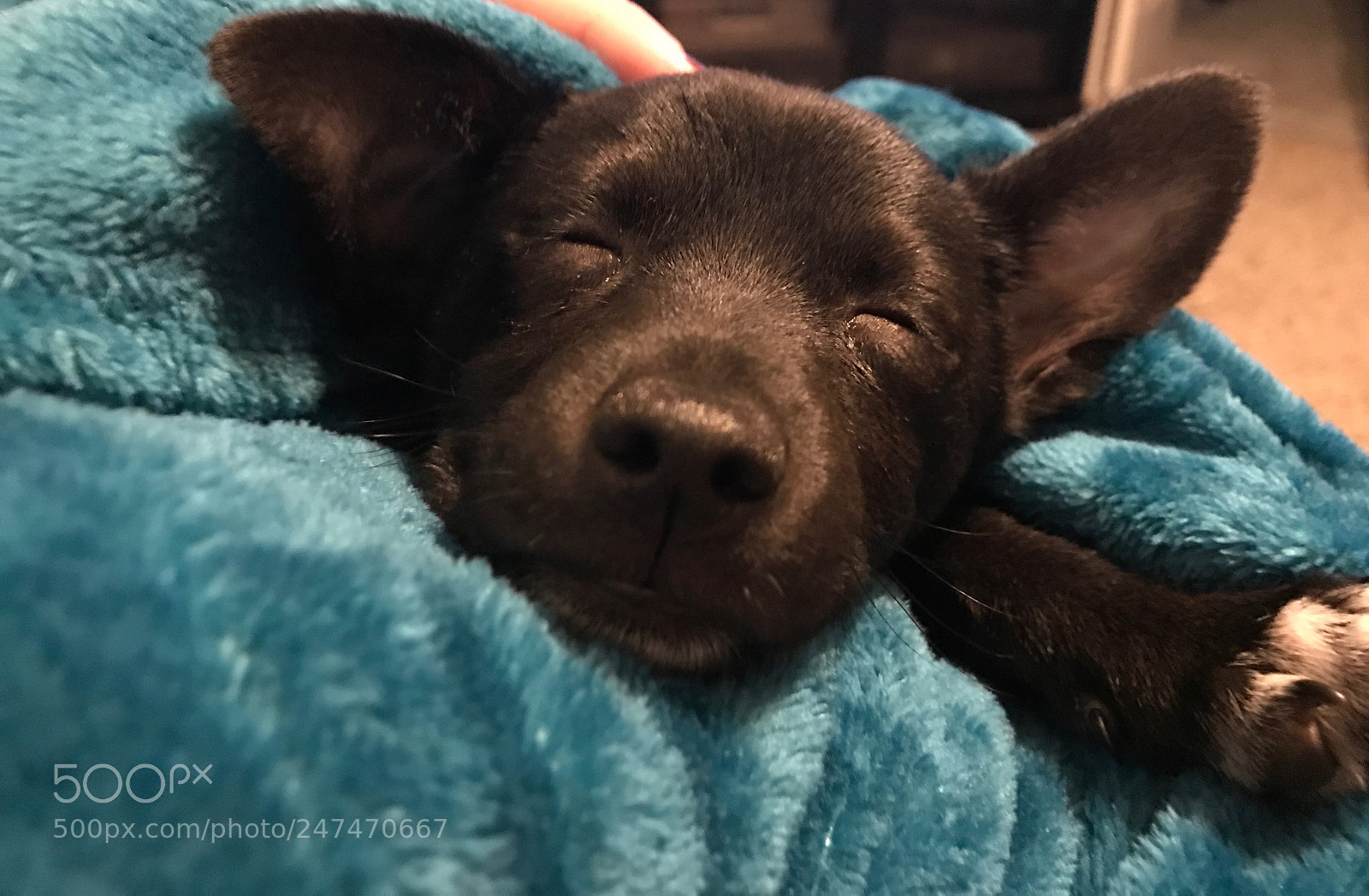 Apple iPhone 7 Plus sample photo. Nap time photography