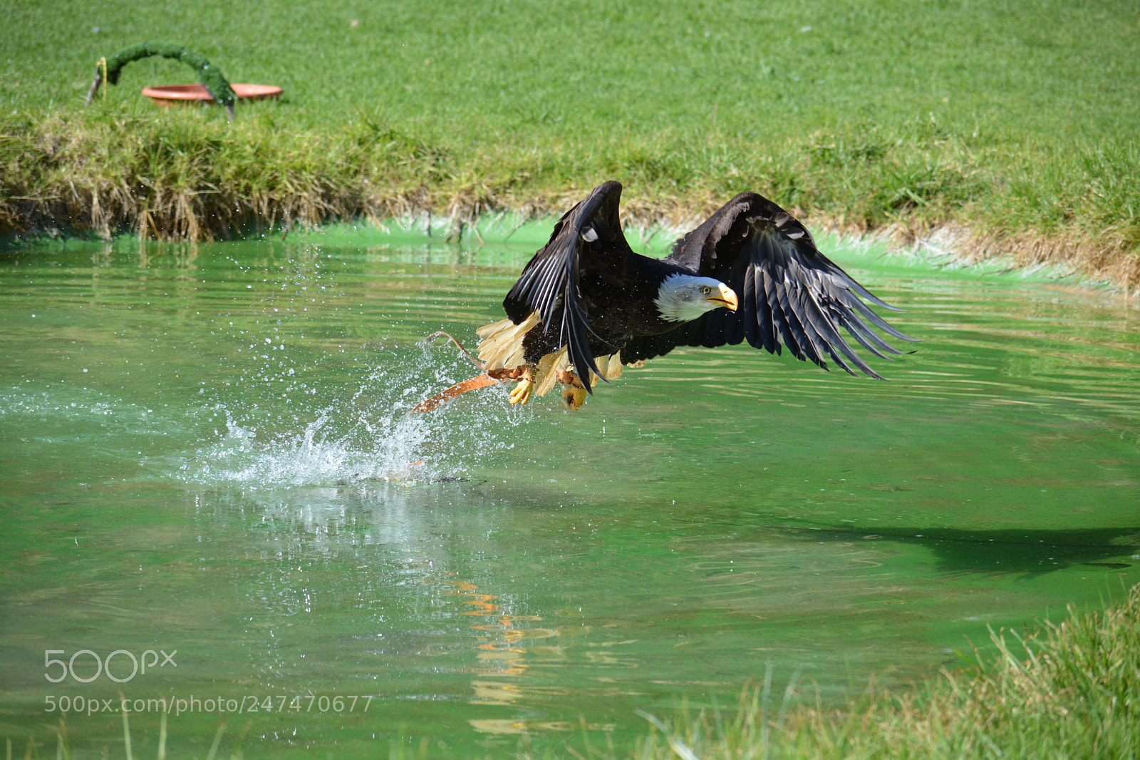 Nikon D5200 sample photo. American fish eagle fishing photography