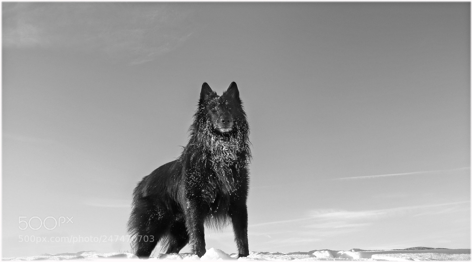 Canon PowerShot SX50 HS sample photo. King of the hill photography