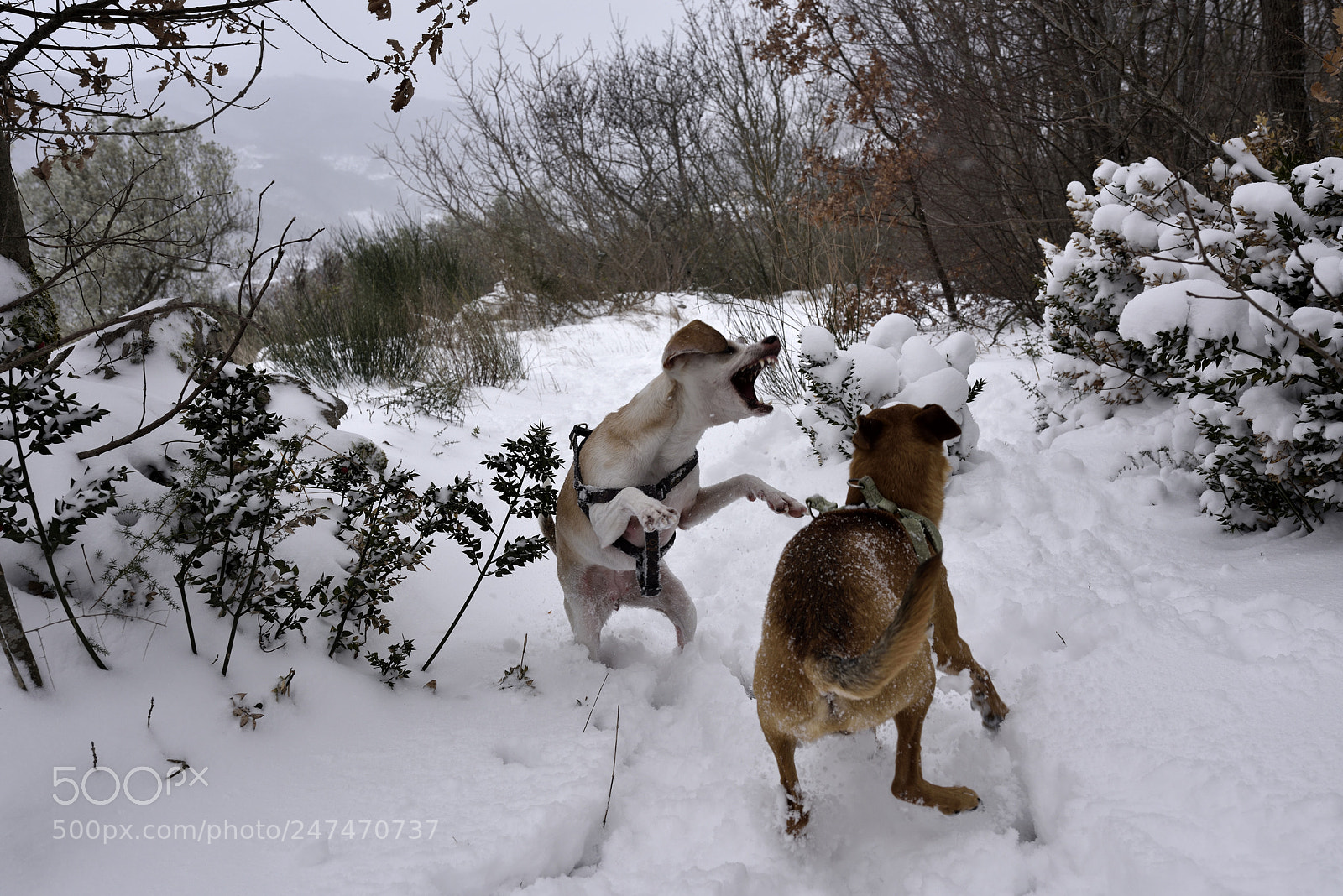 Nikon D810 sample photo. My dogs are playng photography