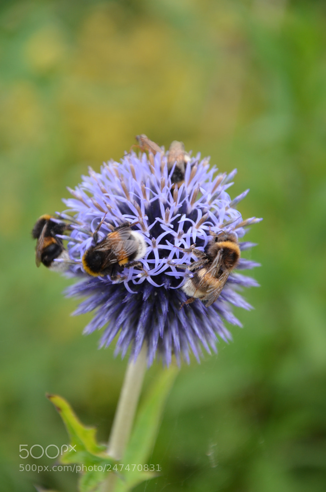 Nikon D5100 sample photo. () photography