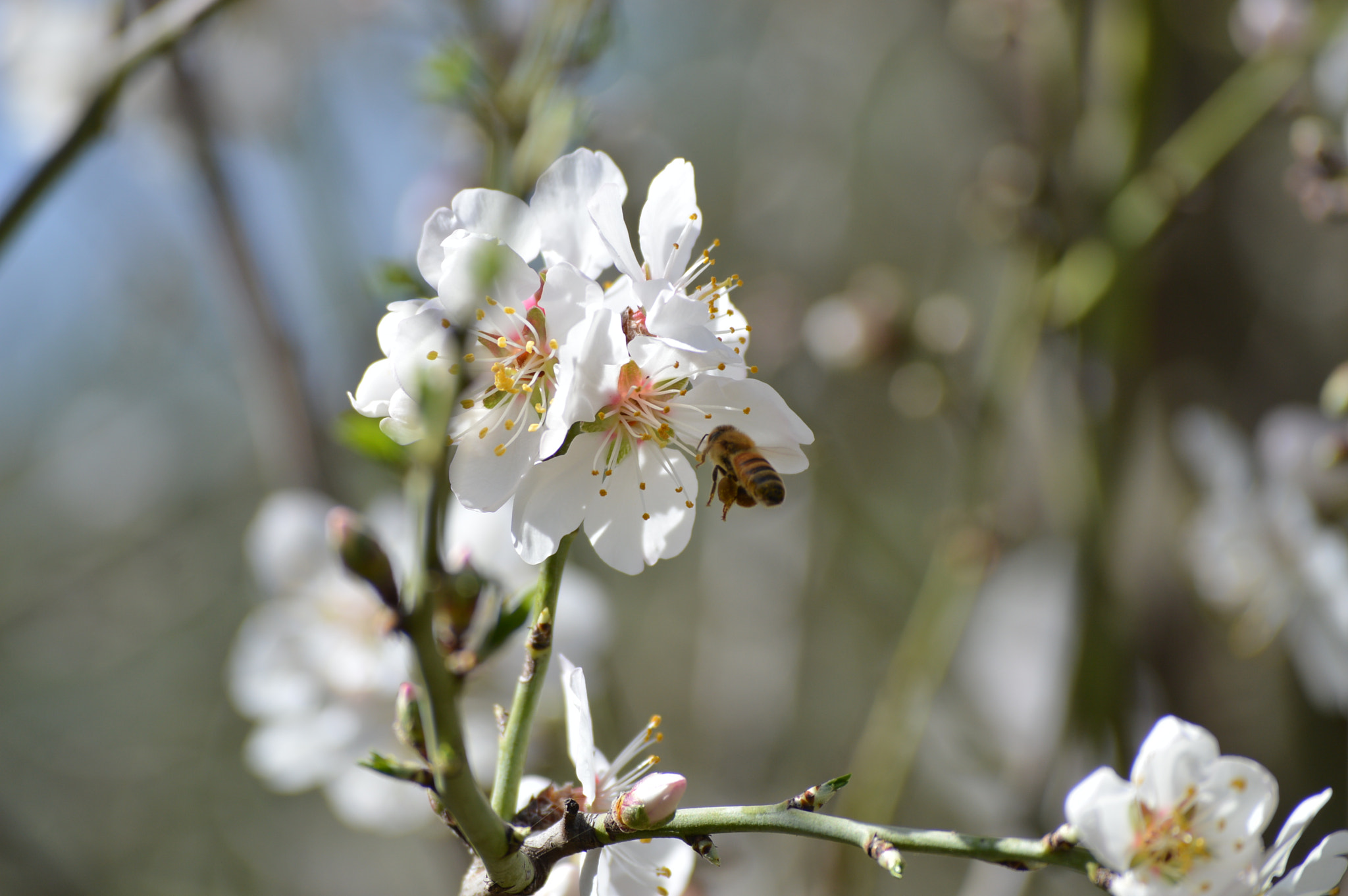 Nikon D3200 sample photo. Honey i'm home photography
