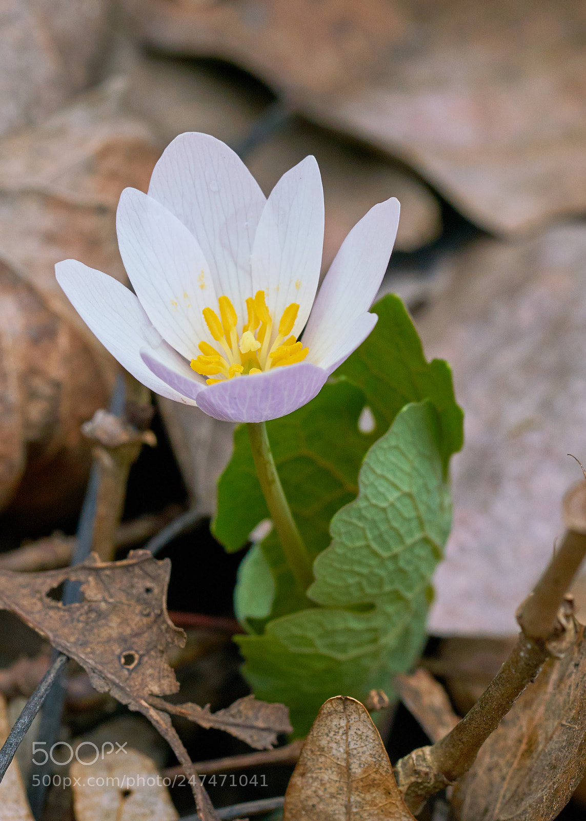 Sony a7R II sample photo. Bloodroot photography
