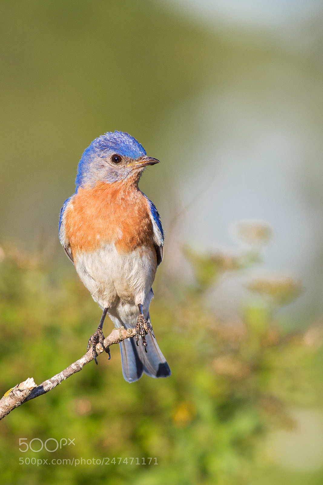 Canon EOS-1D Mark IV sample photo. Eastern bluebird photography