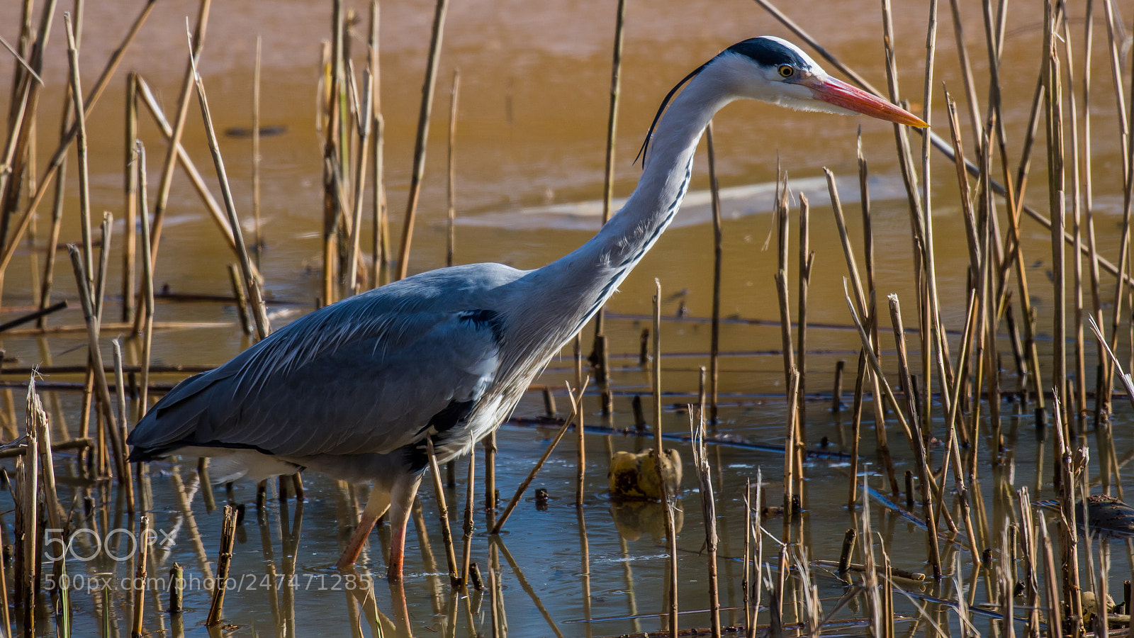 Nikon D500 sample photo. Heron photography