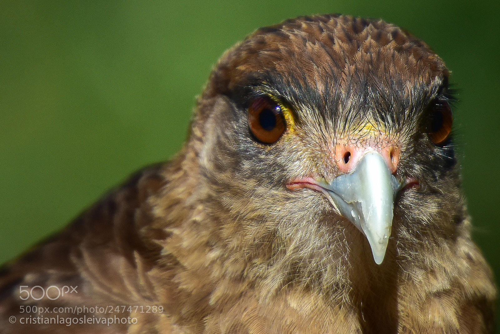 Nikon D810 sample photo. Tiuque detalle photography