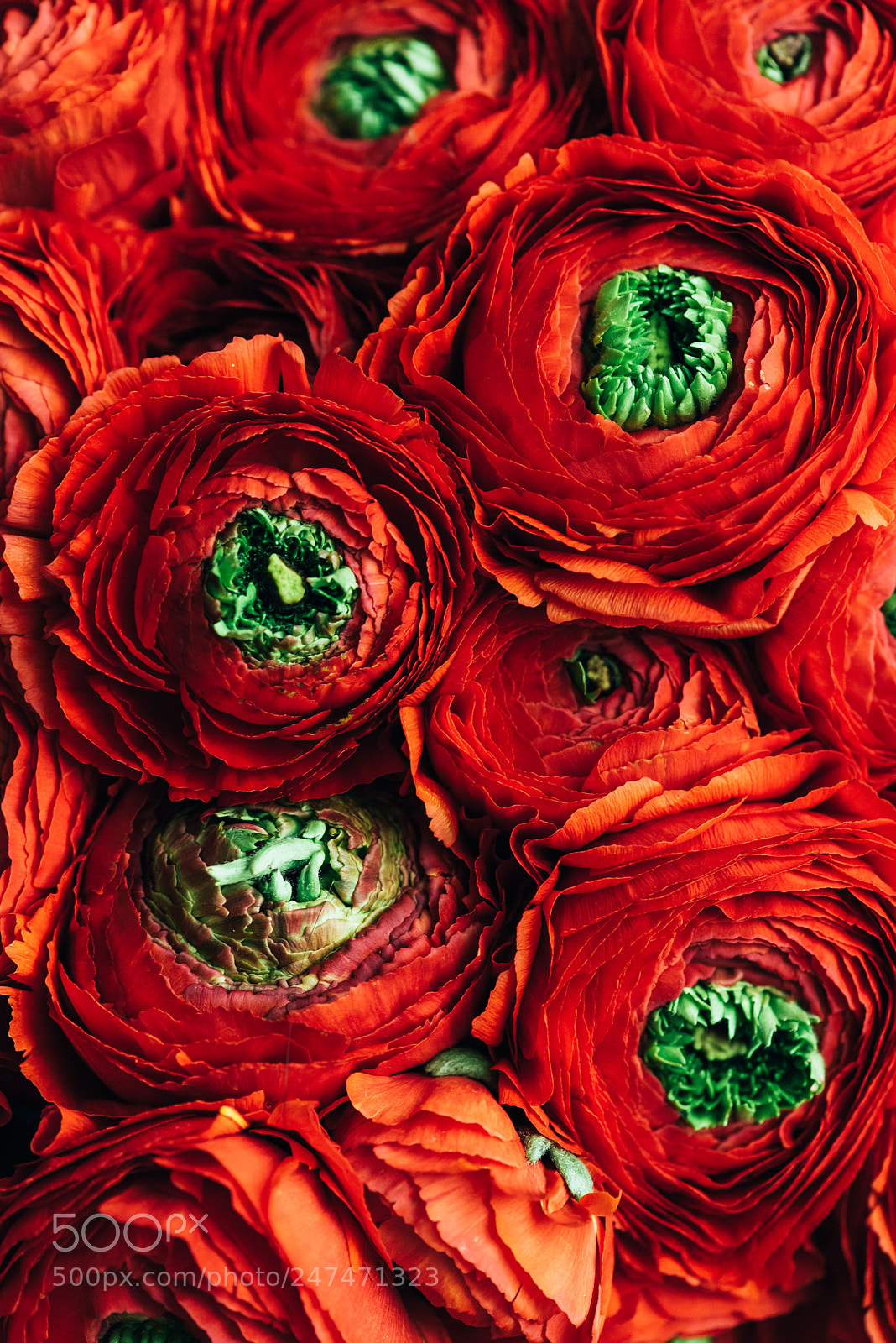 Nikon D810 sample photo. Red ranunculus photography