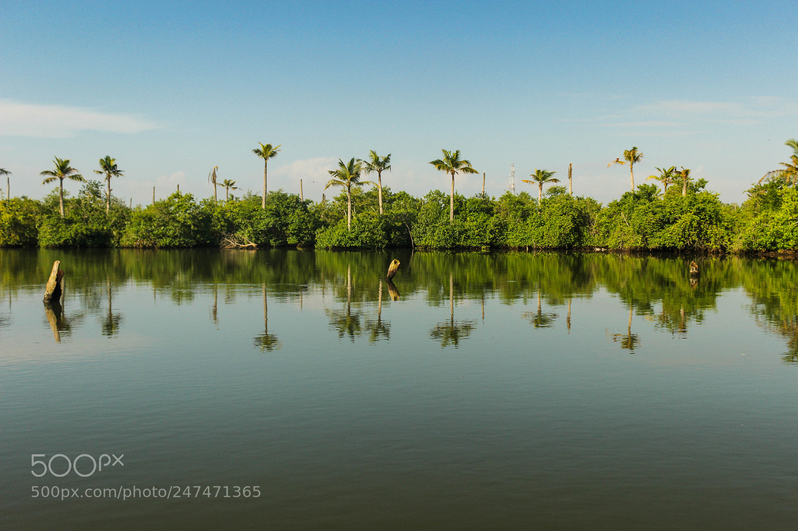 Canon EOS 600D (Rebel EOS T3i / EOS Kiss X5) sample photo. Mangroves and coconut palms photography