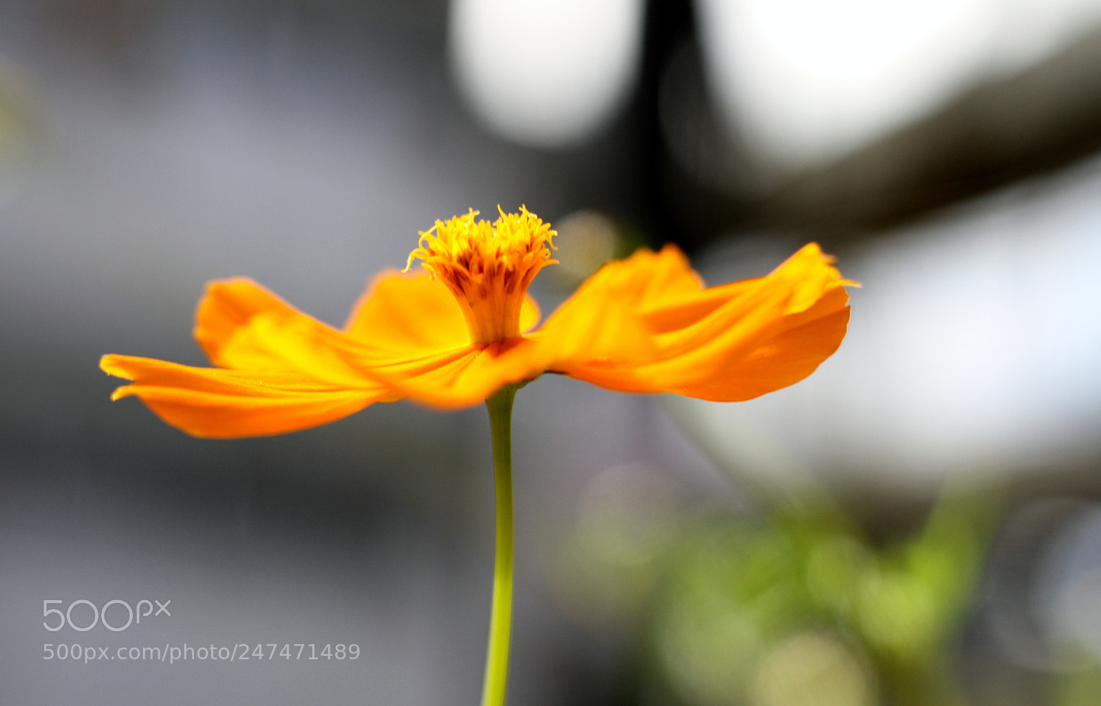 Canon EOS 7D sample photo. Flowers photography