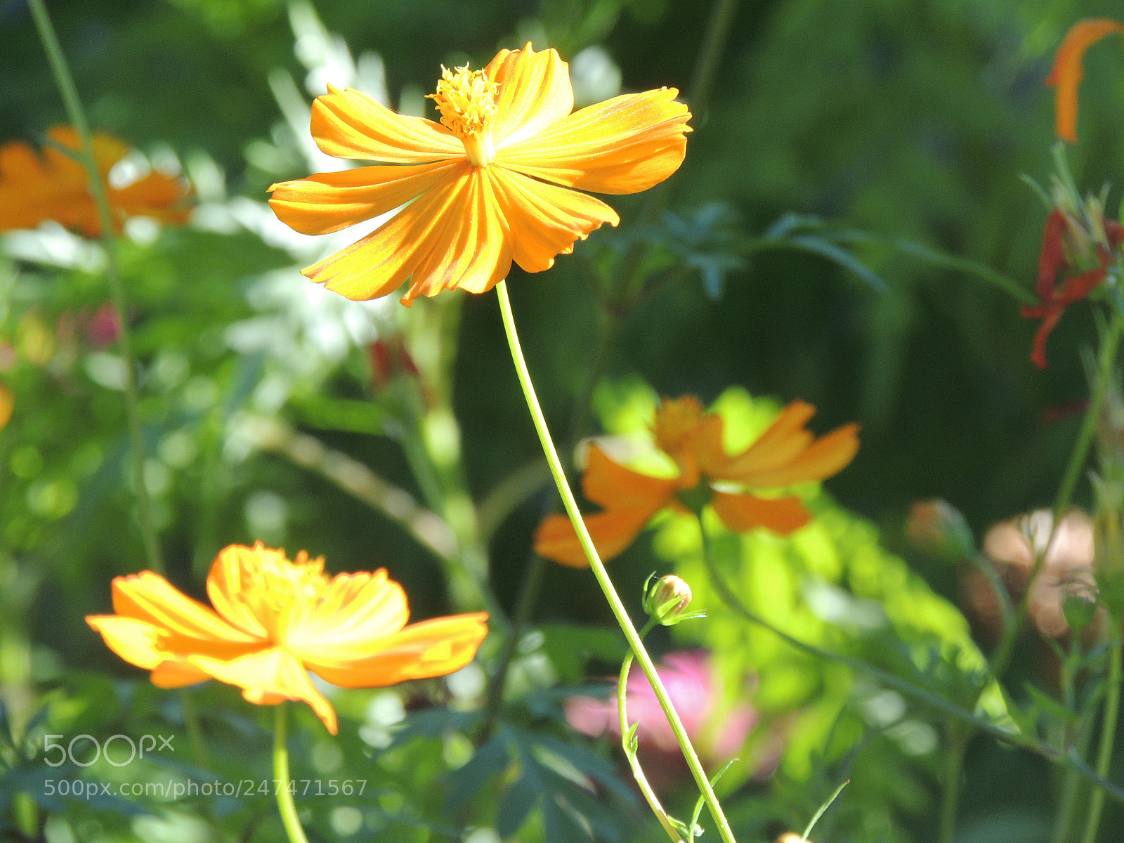 Nikon Coolpix P510 sample photo. Yellow inspiration photography