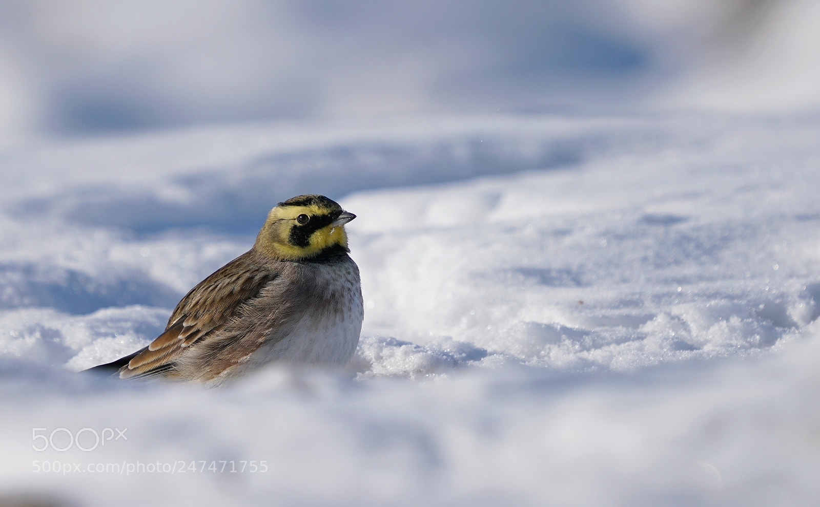 Sony a7R II sample photo. Wintering photography