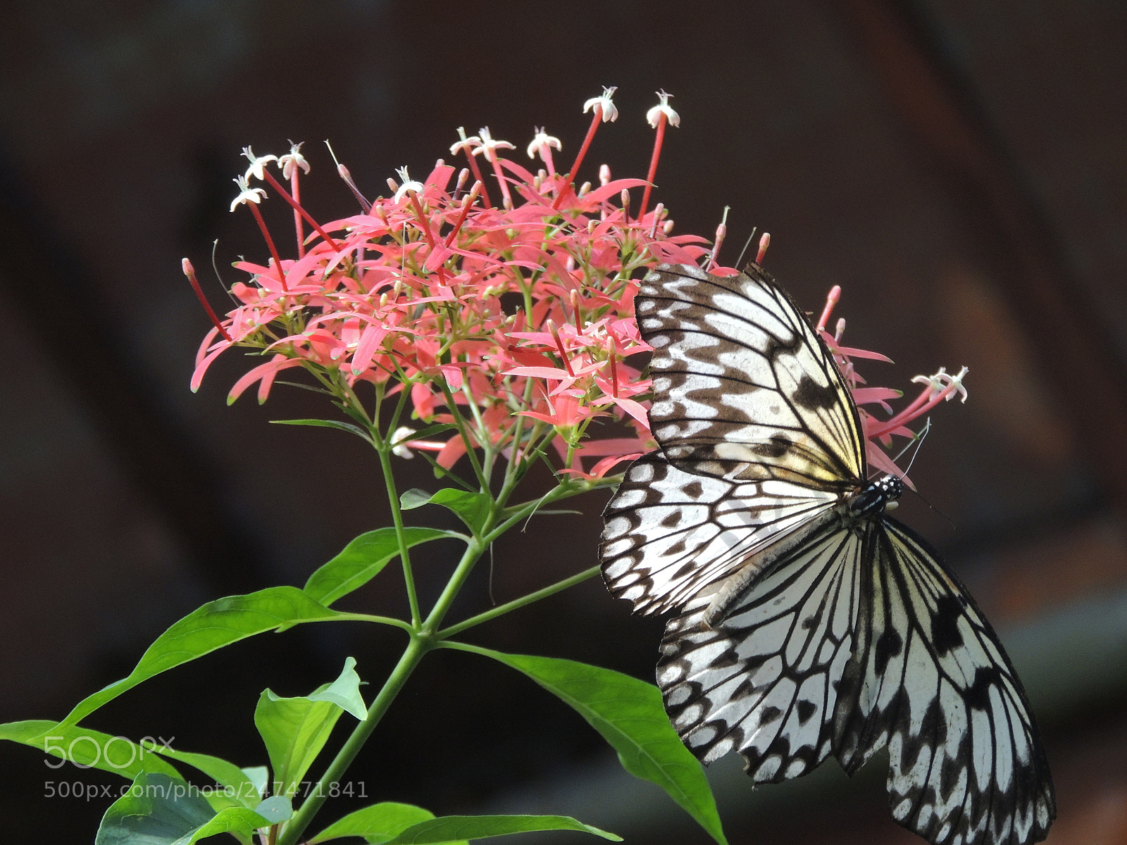 Nikon Coolpix P510 sample photo. Attraction photography