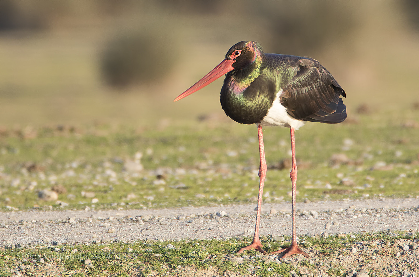 Canon EOS 7D Mark II sample photo. Black stork - kara photography
