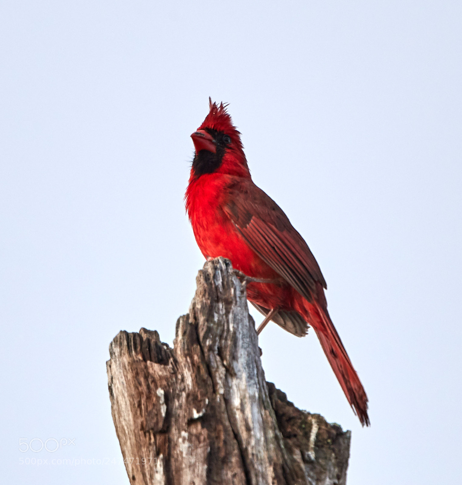 Canon EOS-1D X Mark II sample photo. 02-26-18-0005480.jpg photography
