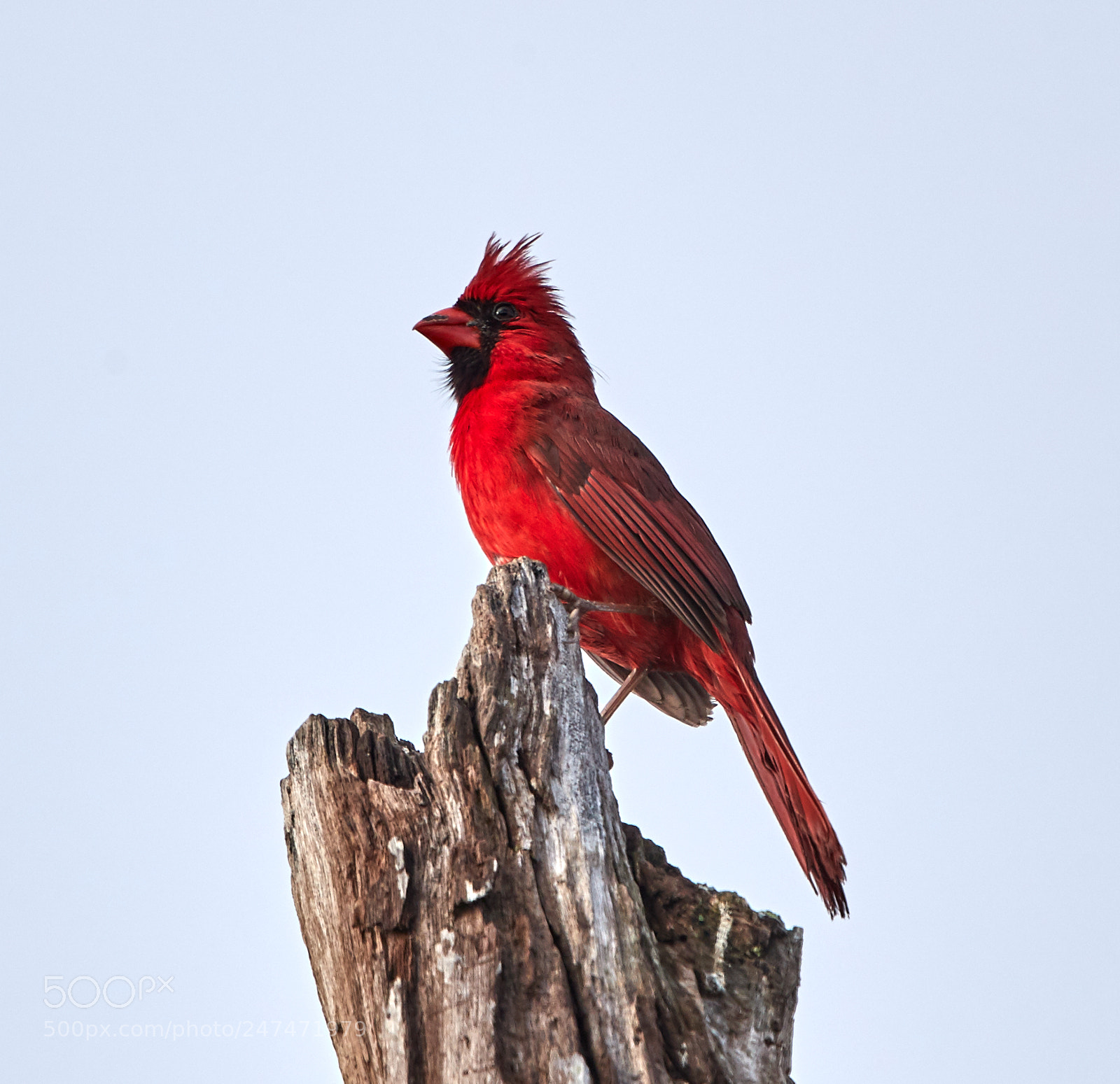 Canon EOS-1D X Mark II sample photo. 02-26-18-0005479.jpg photography