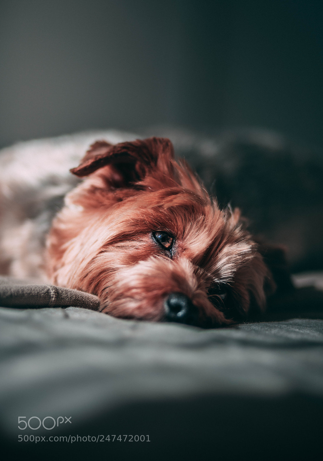 Canon EOS 6D Mark II sample photo. Cute dog sleeping photography