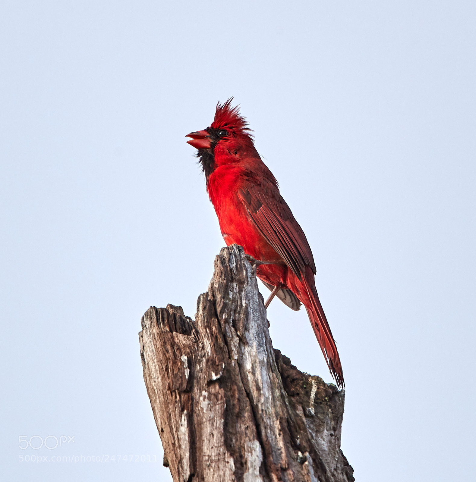 Canon EOS-1D X Mark II sample photo. 02-26-18-0005476.jpg photography