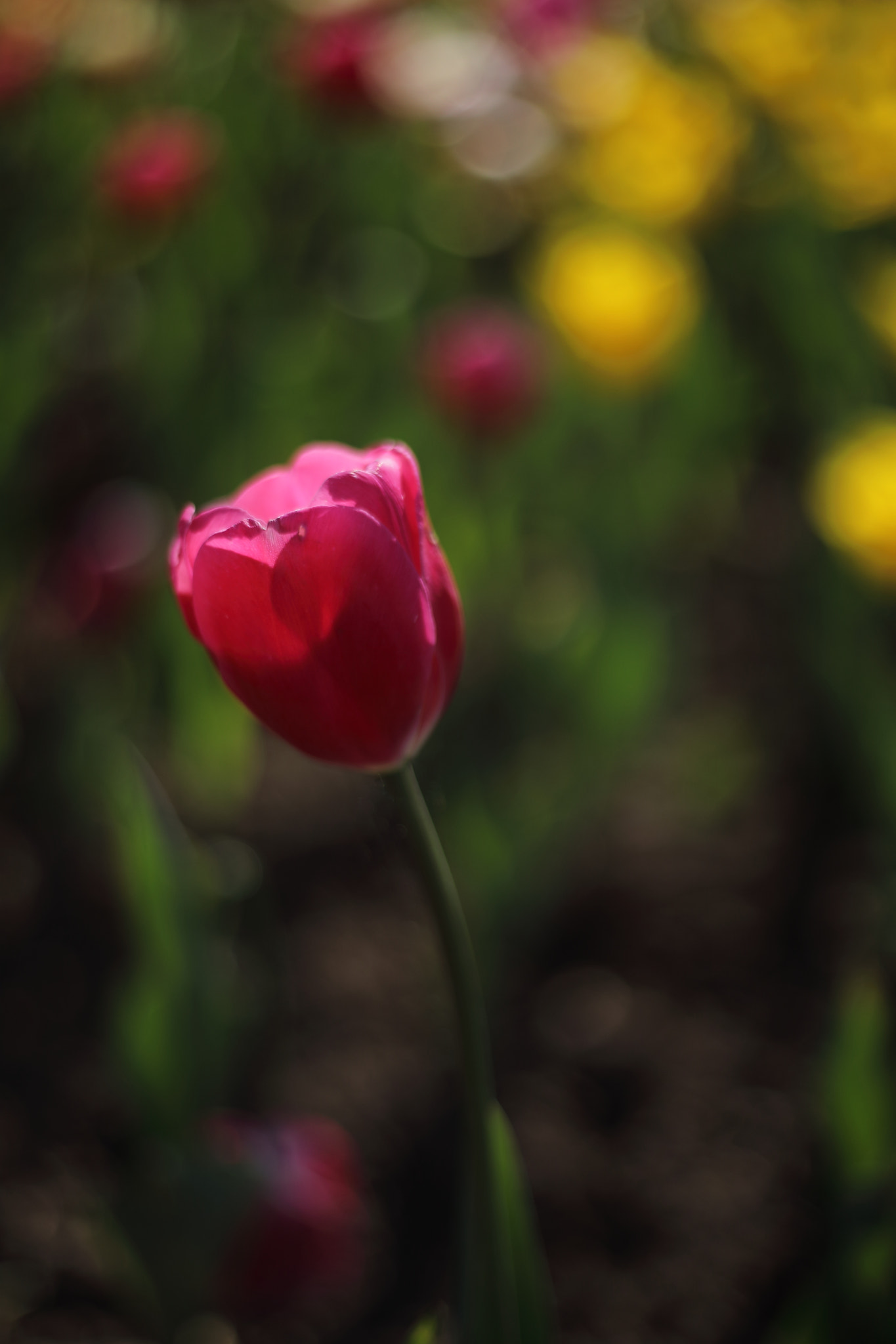 Canon 50mm sample photo. Tulip photography