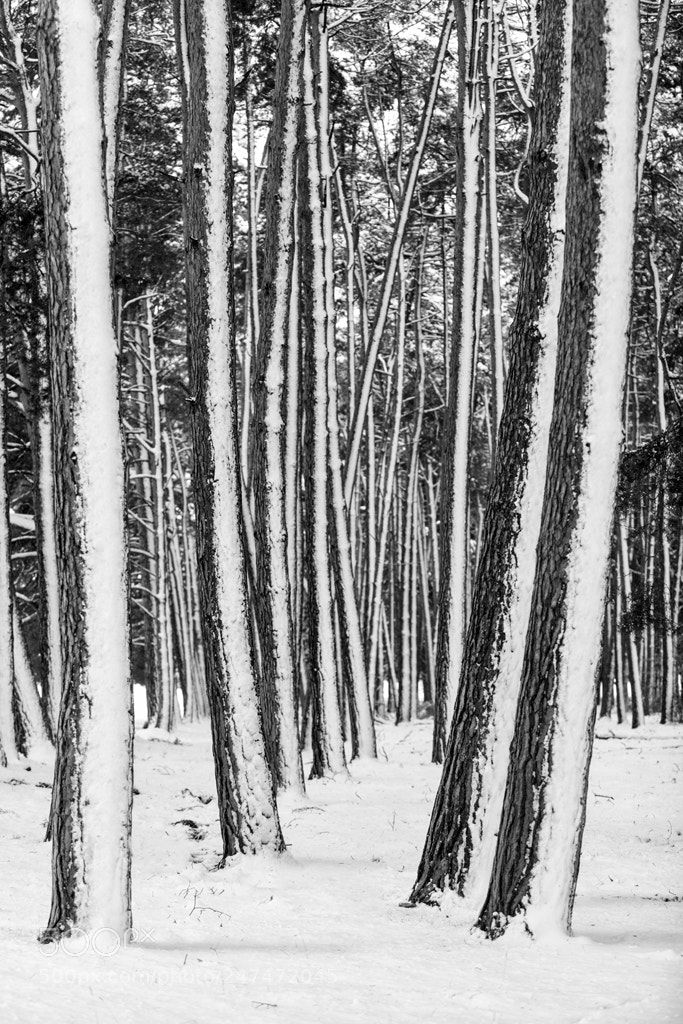 Nikon D800 sample photo. Arboles photography