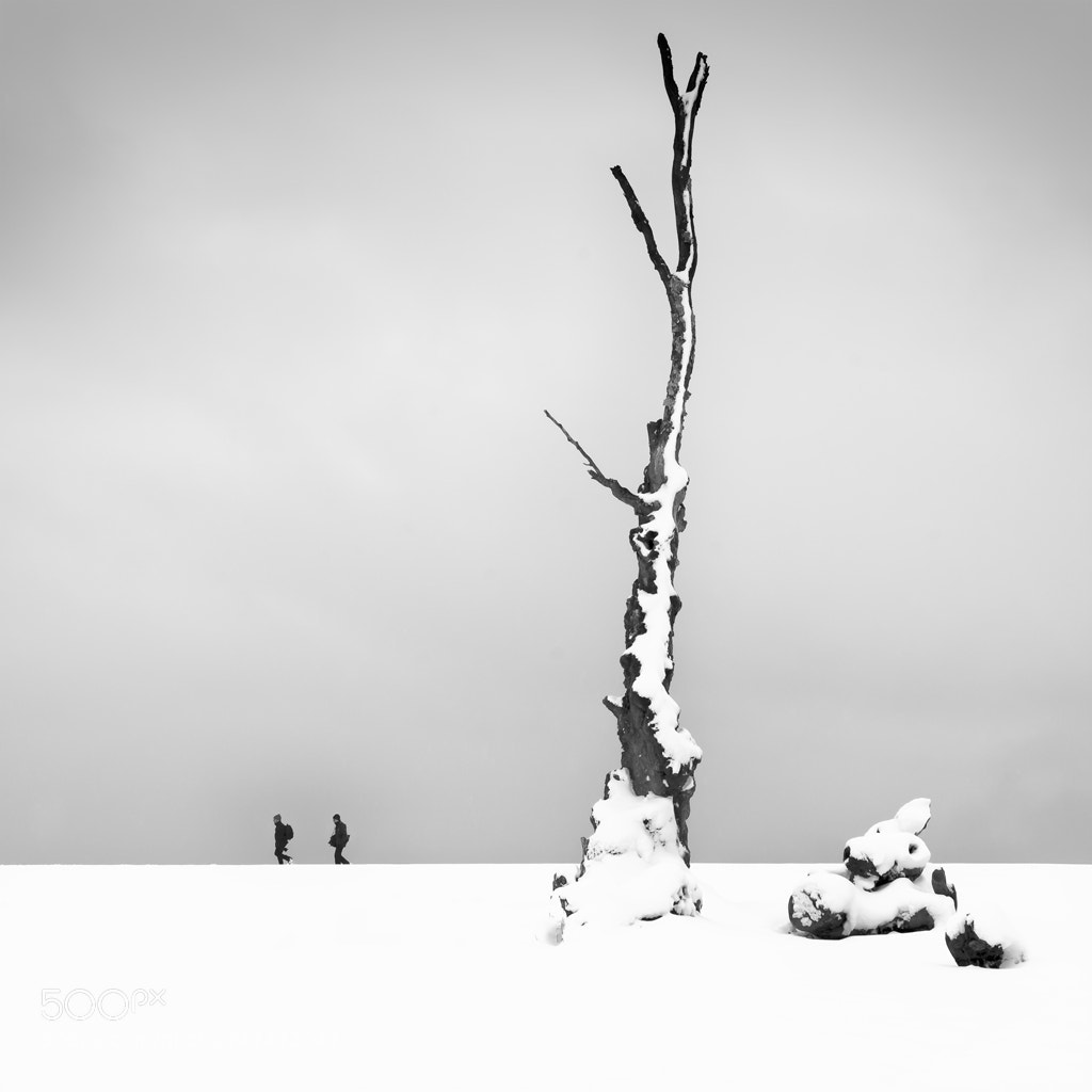 Nikon D800 sample photo. Arbol photography
