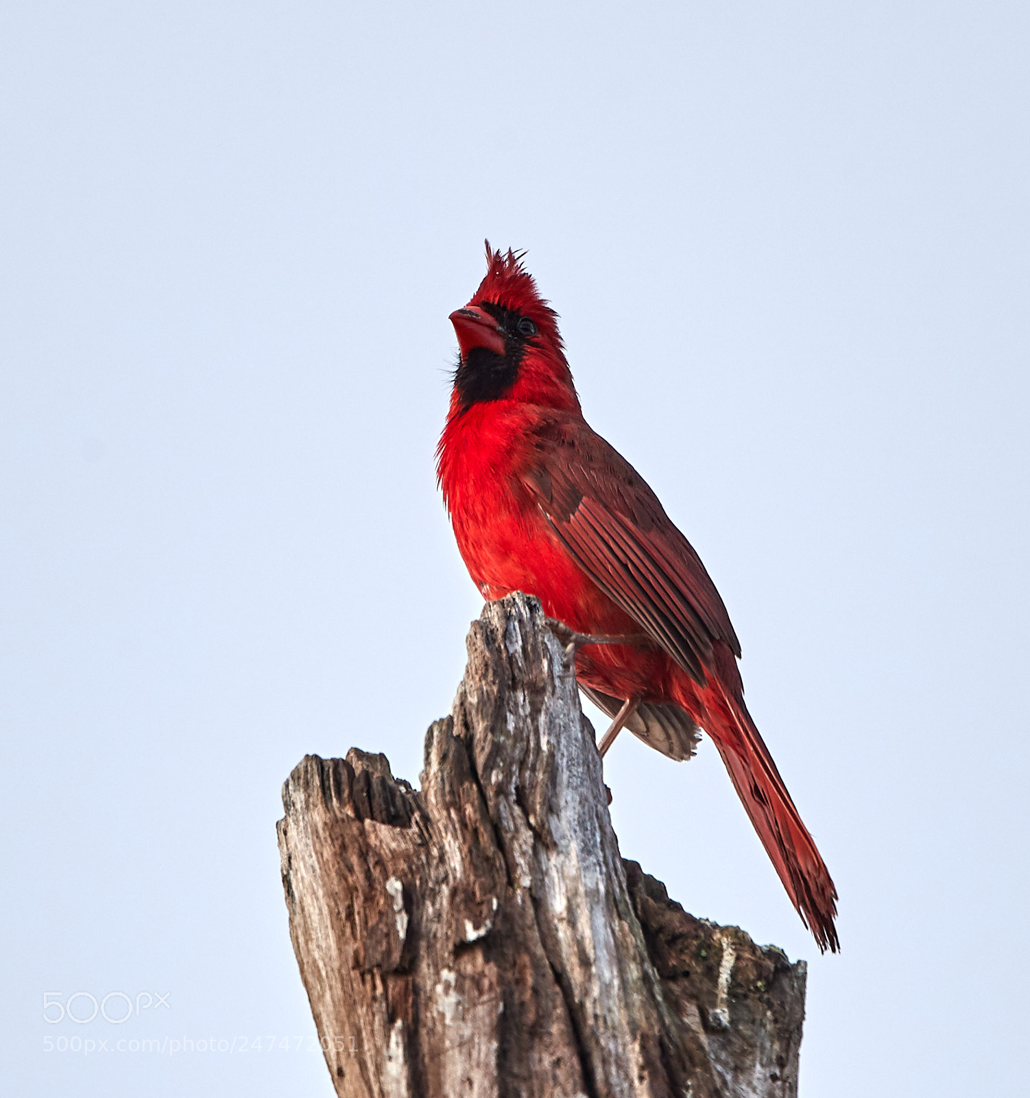 Canon EOS-1D X Mark II sample photo. 02-26-18-0005474.jpg photography