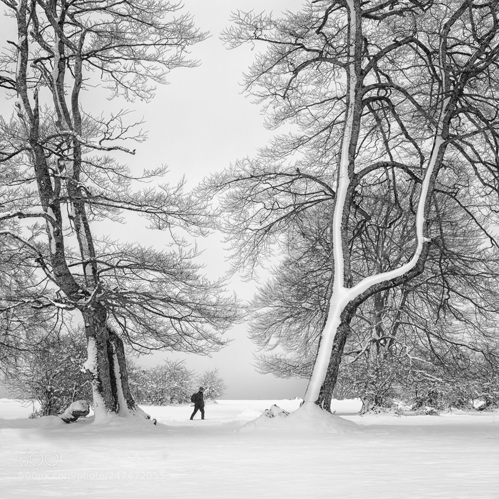 Nikon D800 sample photo. Arboles photography