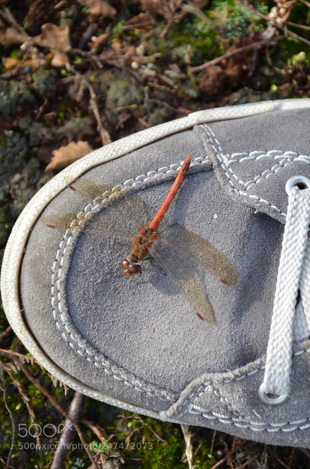 Nikon D5100 sample photo. () photography