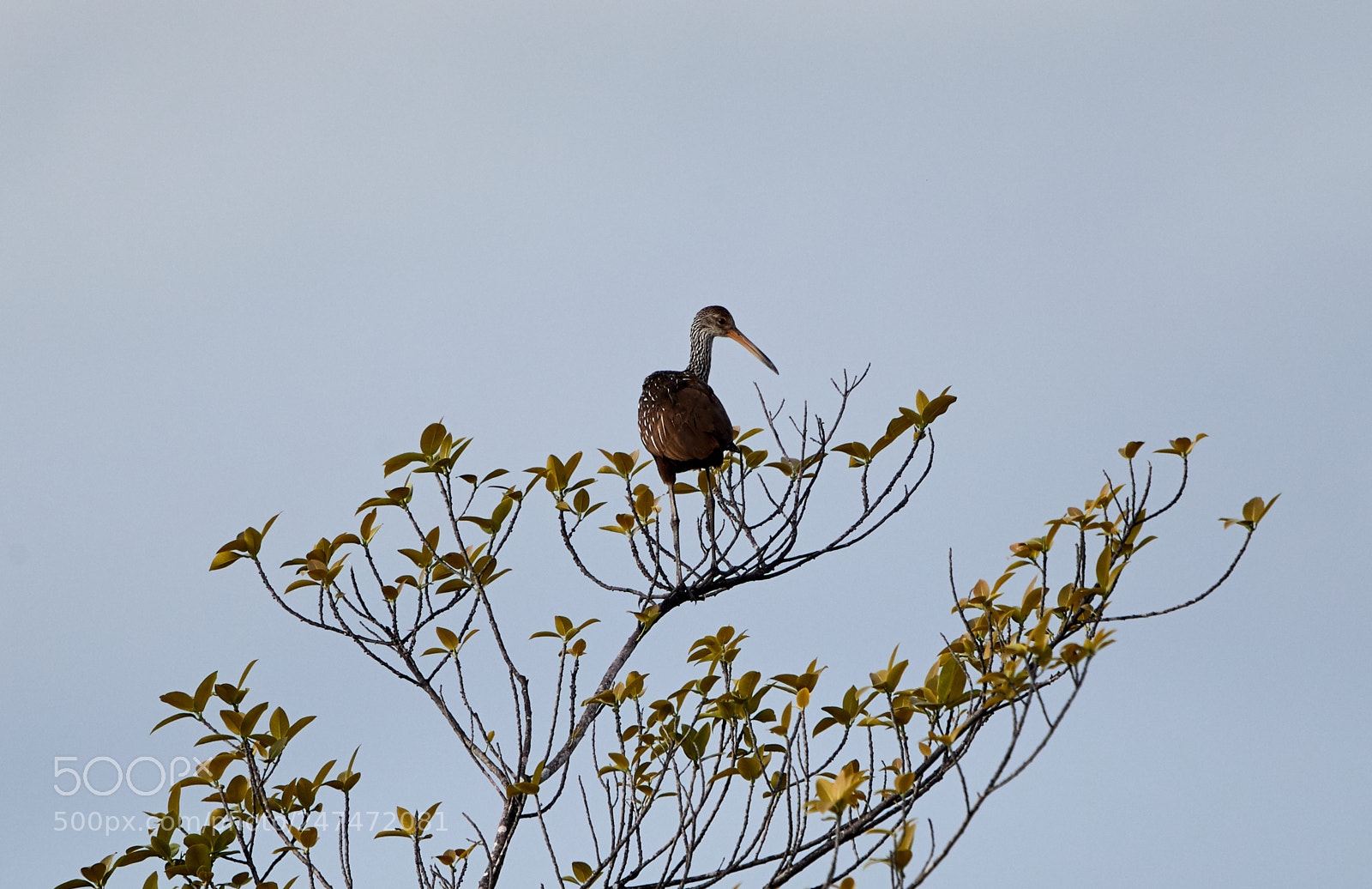 Canon EOS-1D X Mark II sample photo. 02-26-18-0005471.jpg photography