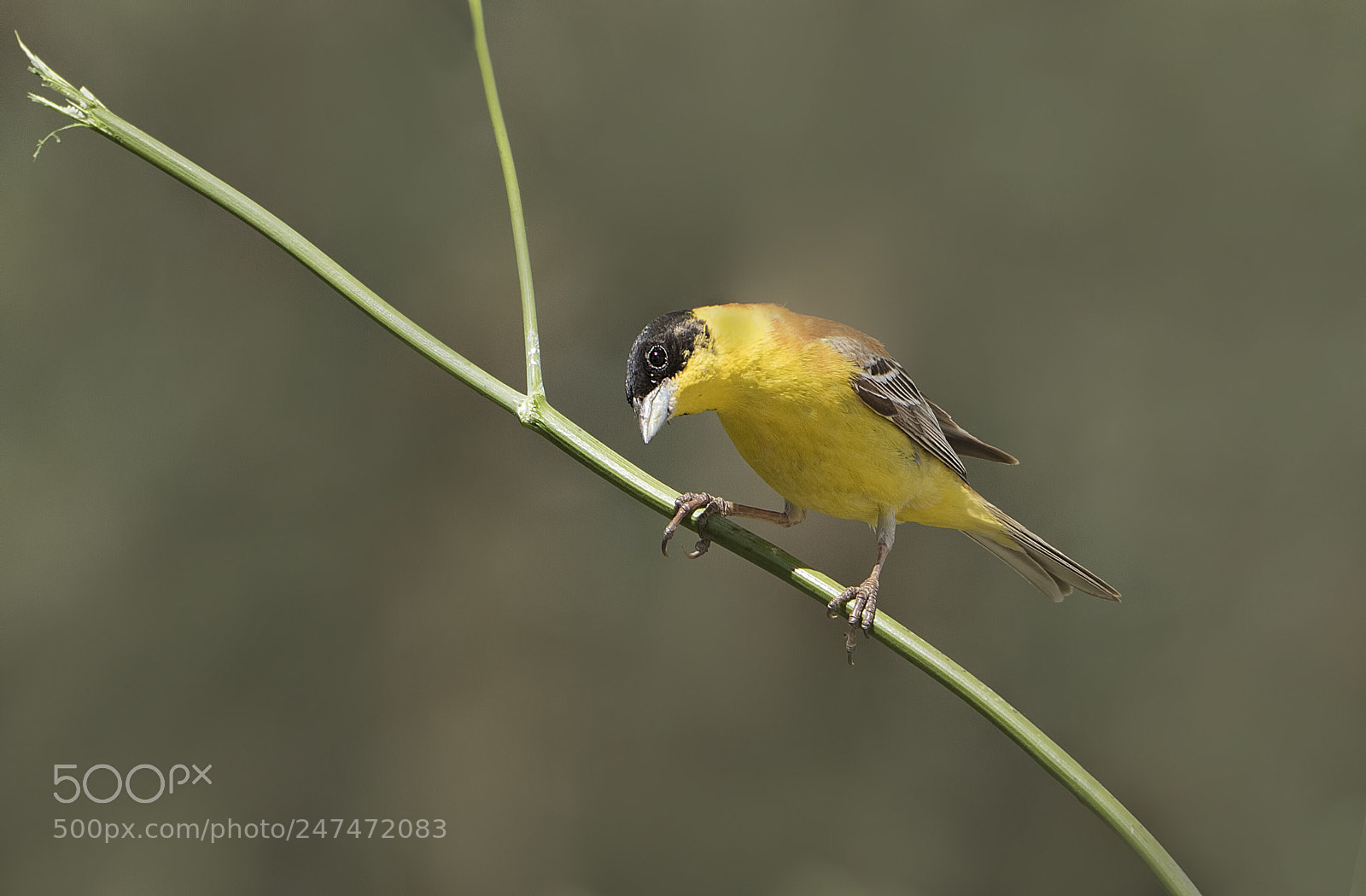 Canon EOS 7D Mark II sample photo. Black headed bunting photography