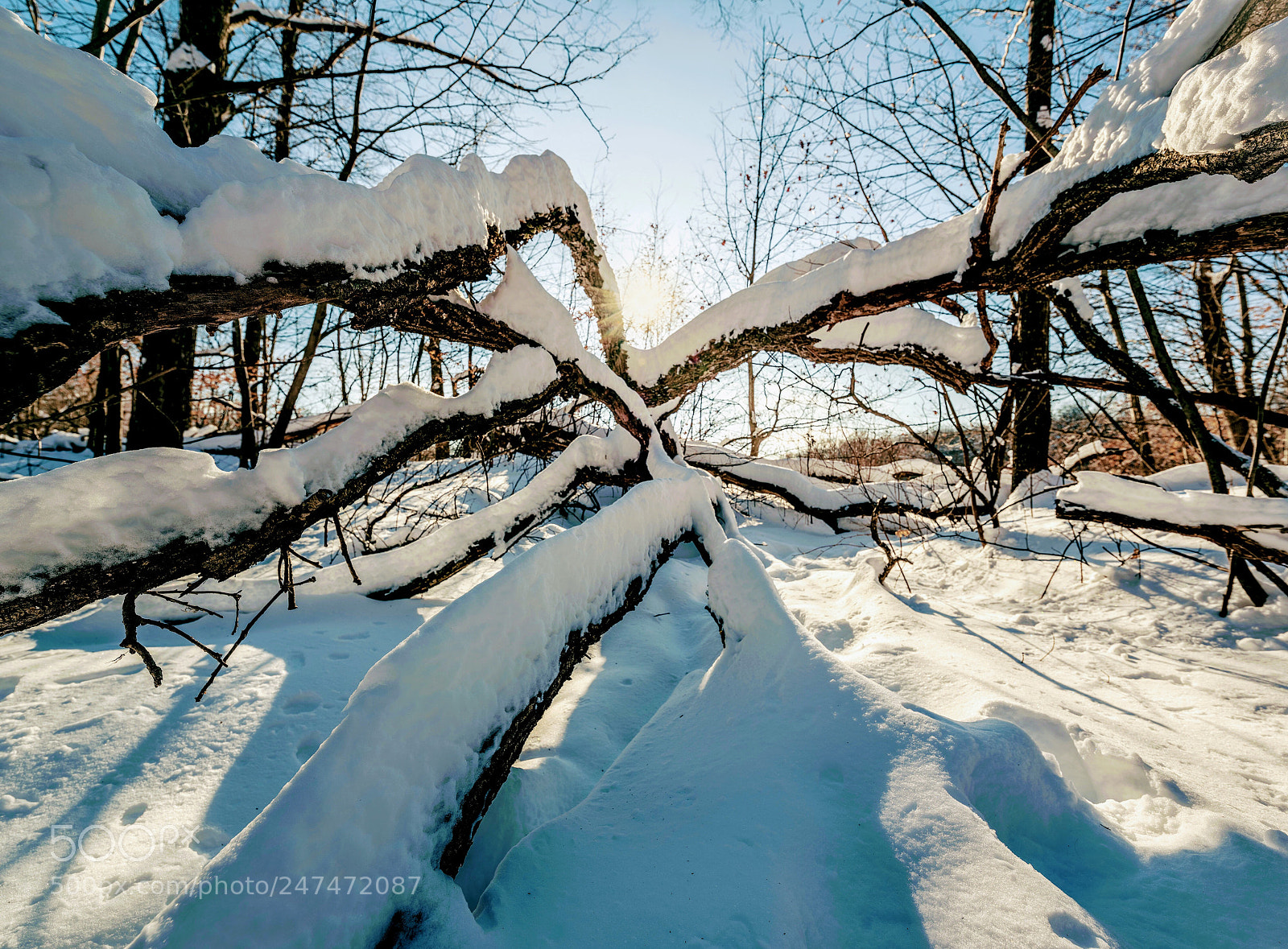 Nikon D810 sample photo. After winter storm, minnesota photography