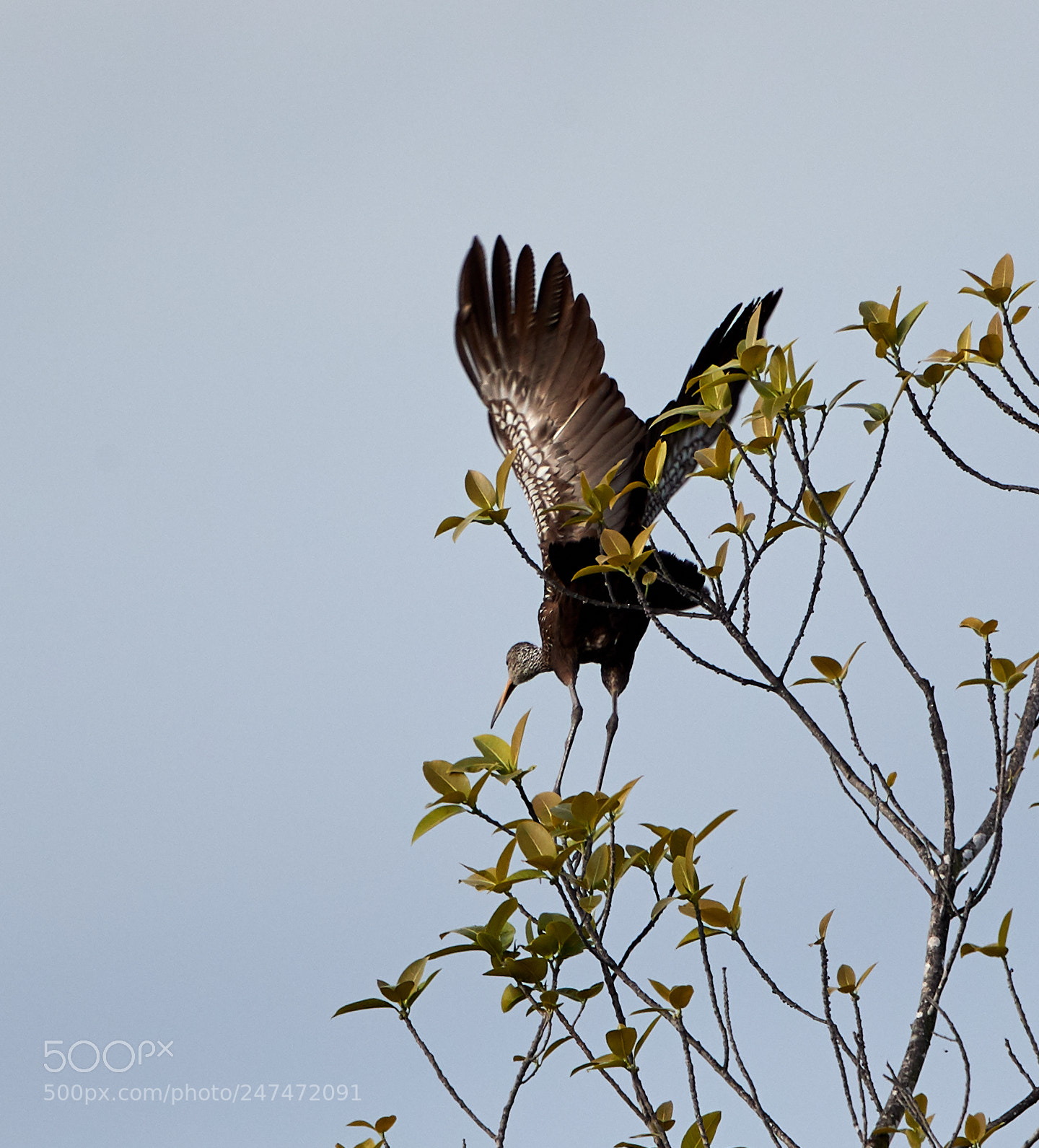 Canon EOS-1D X Mark II sample photo. 02-26-18-0005470.jpg photography