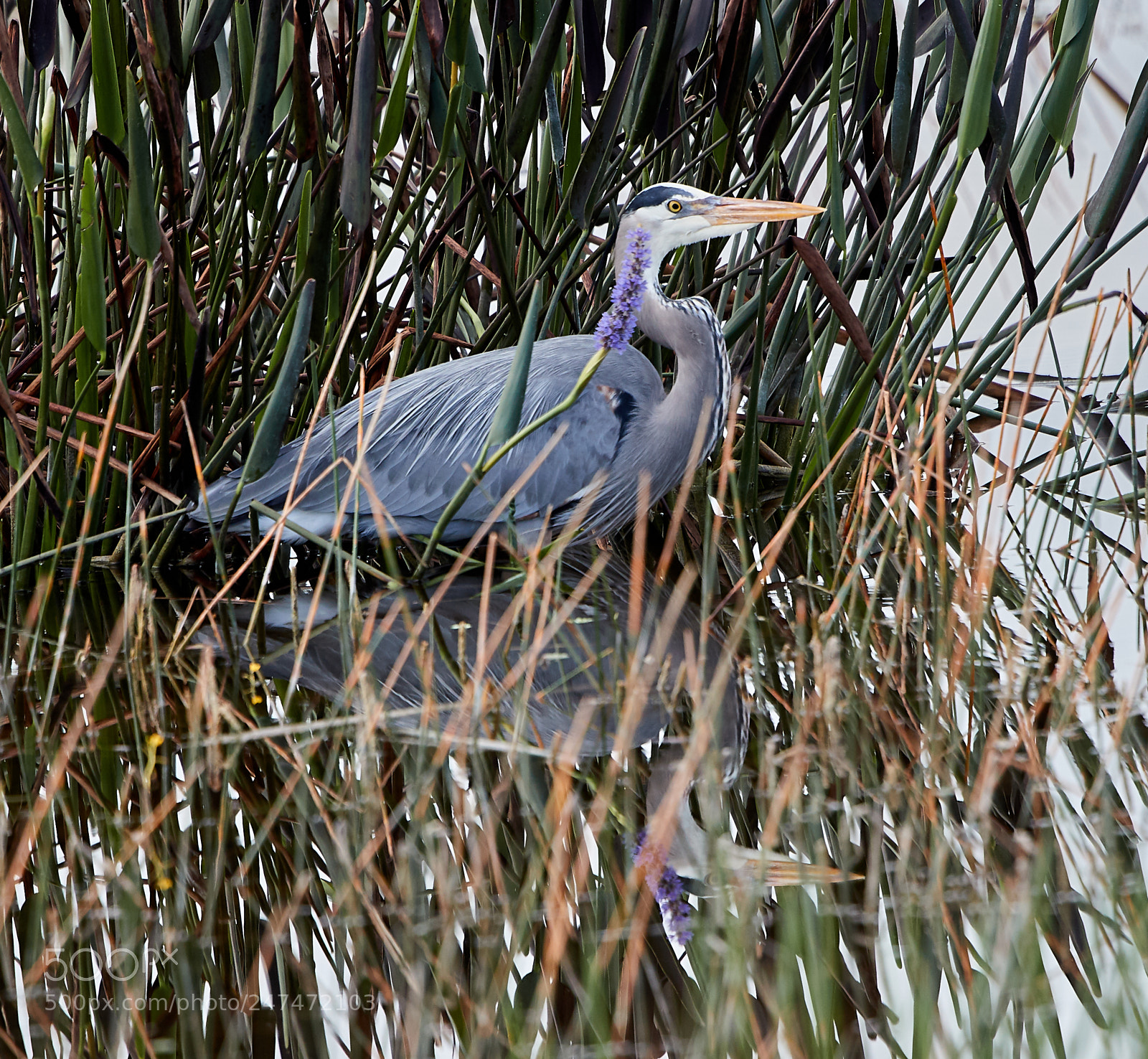 Canon EOS-1D X Mark II sample photo. 02-26-18-0005463.jpg photography