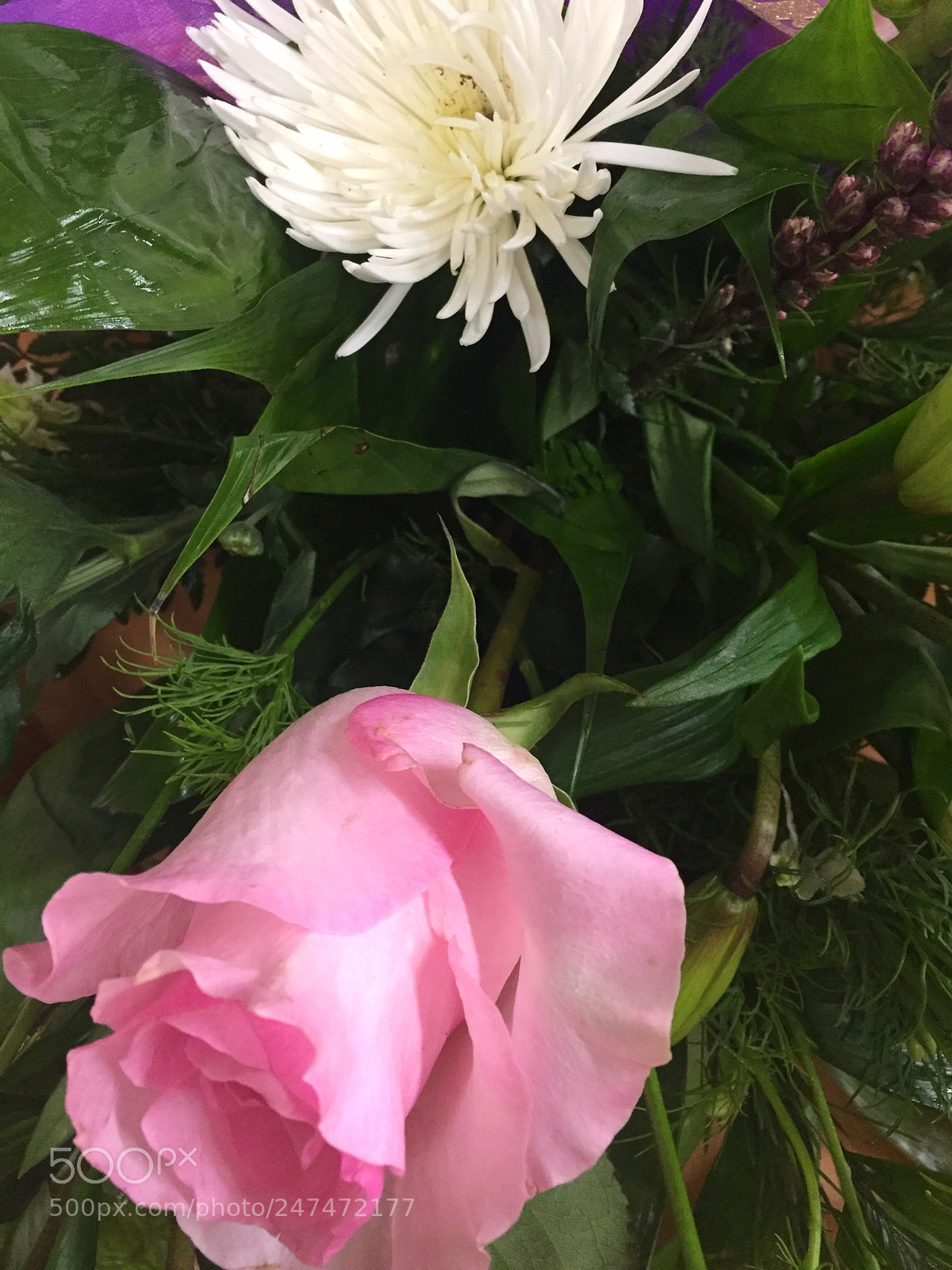 Apple iPhone 6 Plus sample photo. Today’s flower ? photography
