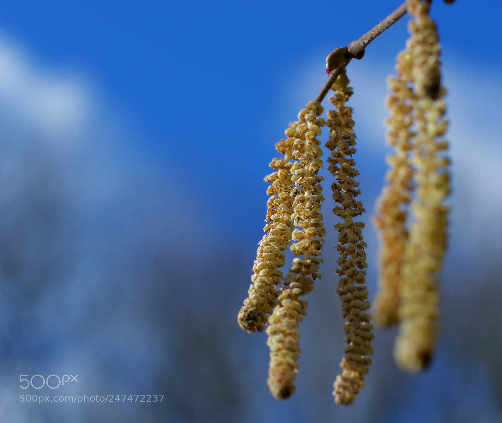 Nikon D7100 sample photo. Catkin photography