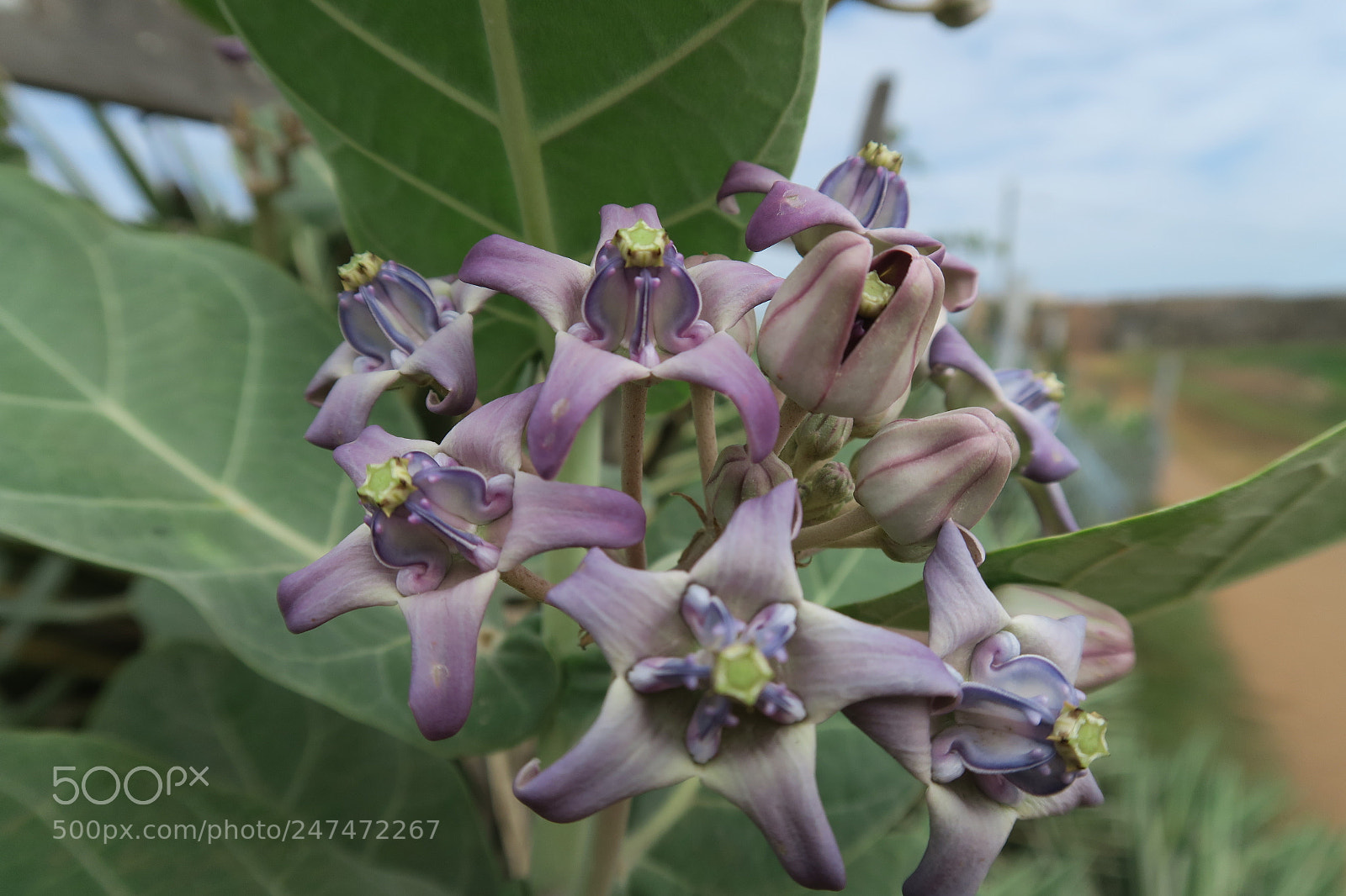 Canon PowerShot G7 X sample photo. Img photography