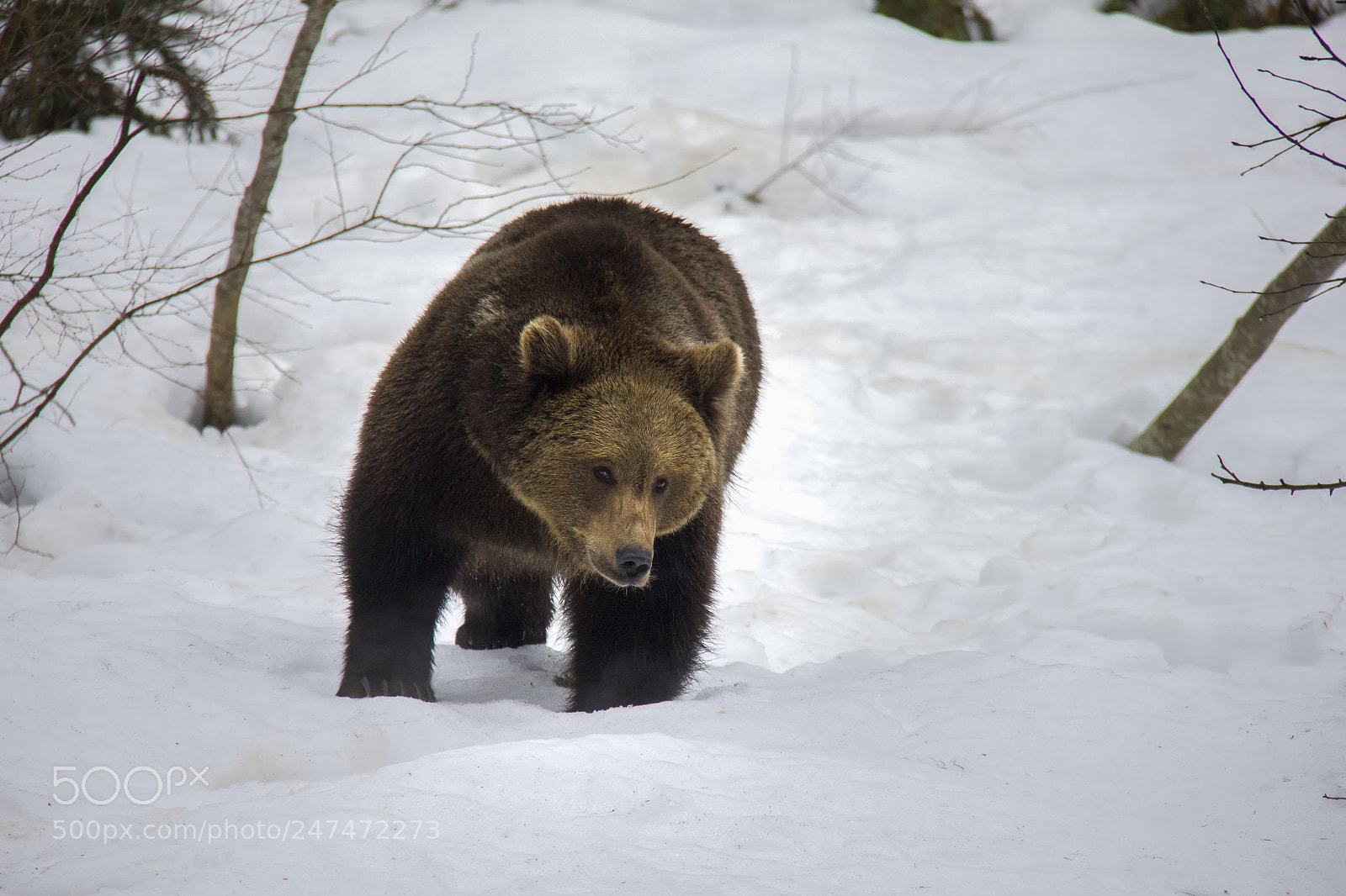 Canon EOS 550D (EOS Rebel T2i / EOS Kiss X4) sample photo. Brown bear. photography