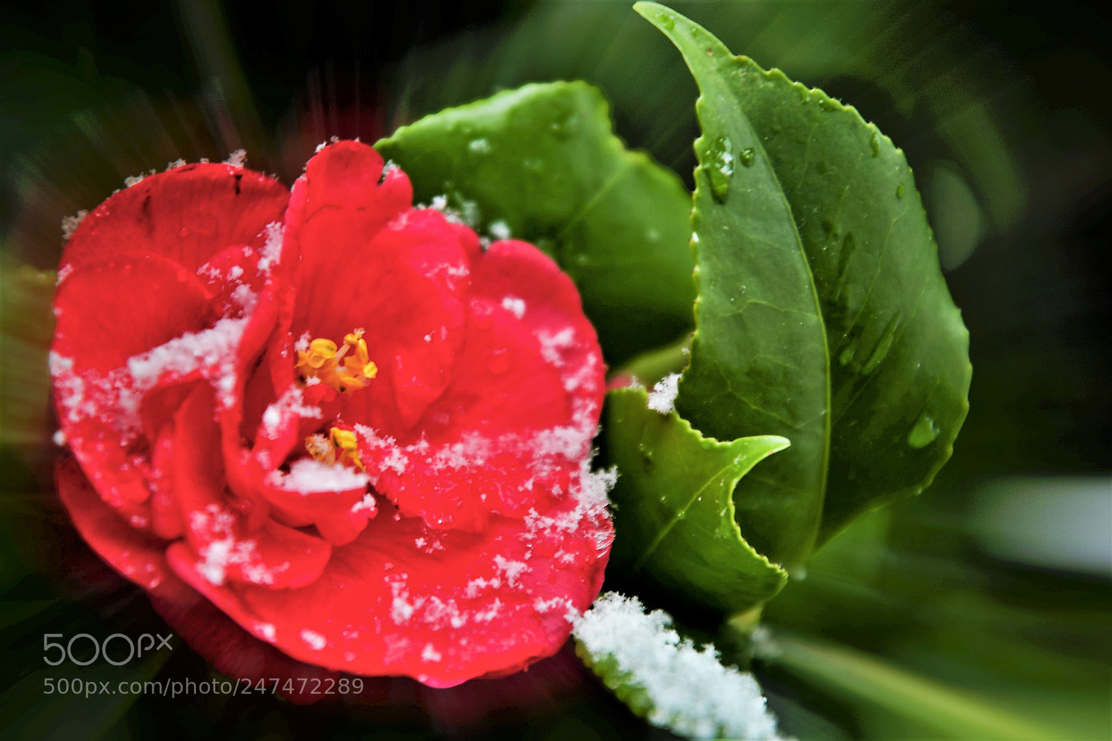 Nikon D500 sample photo. Camelia photography