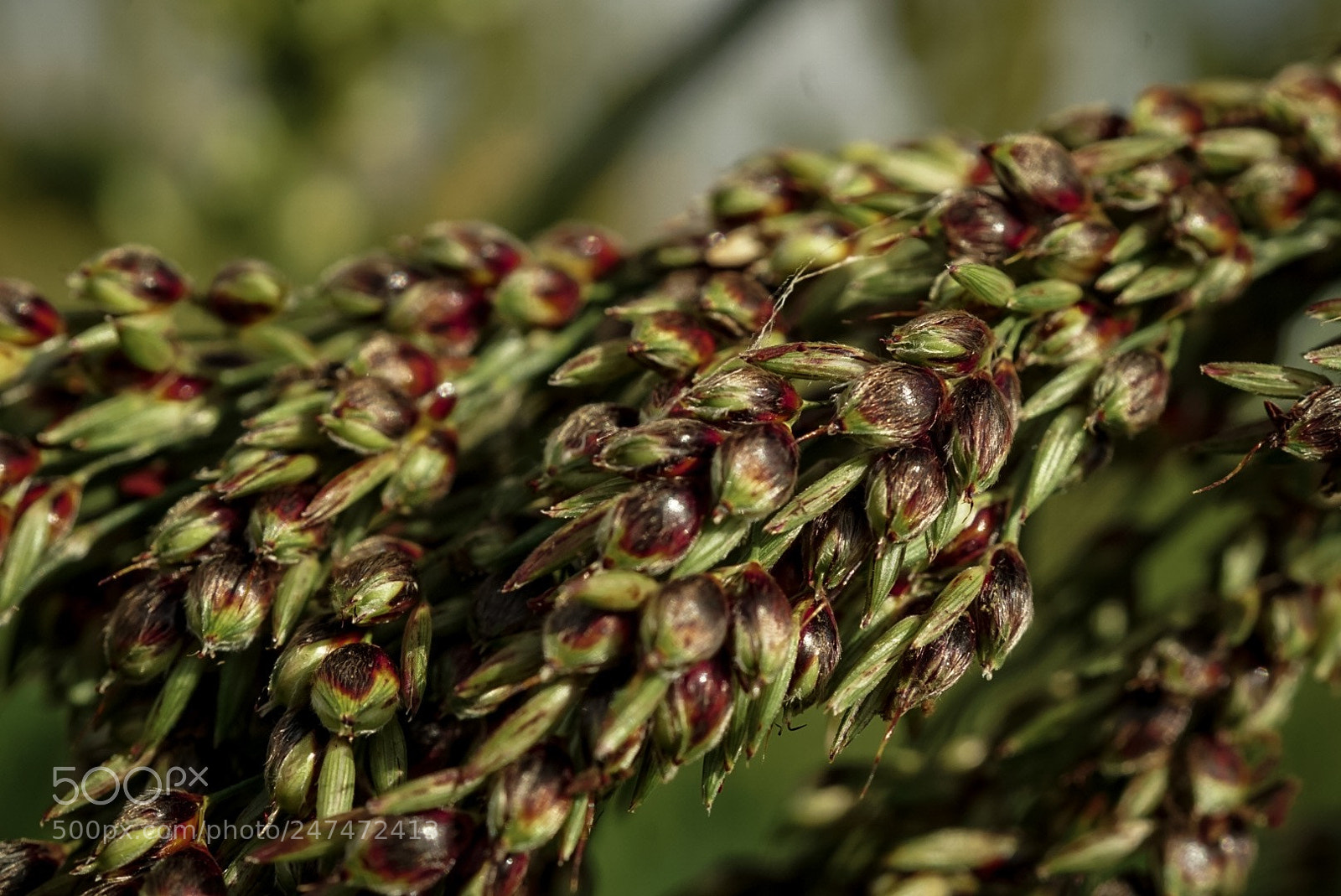 Sony a5100 sample photo. Country side photography