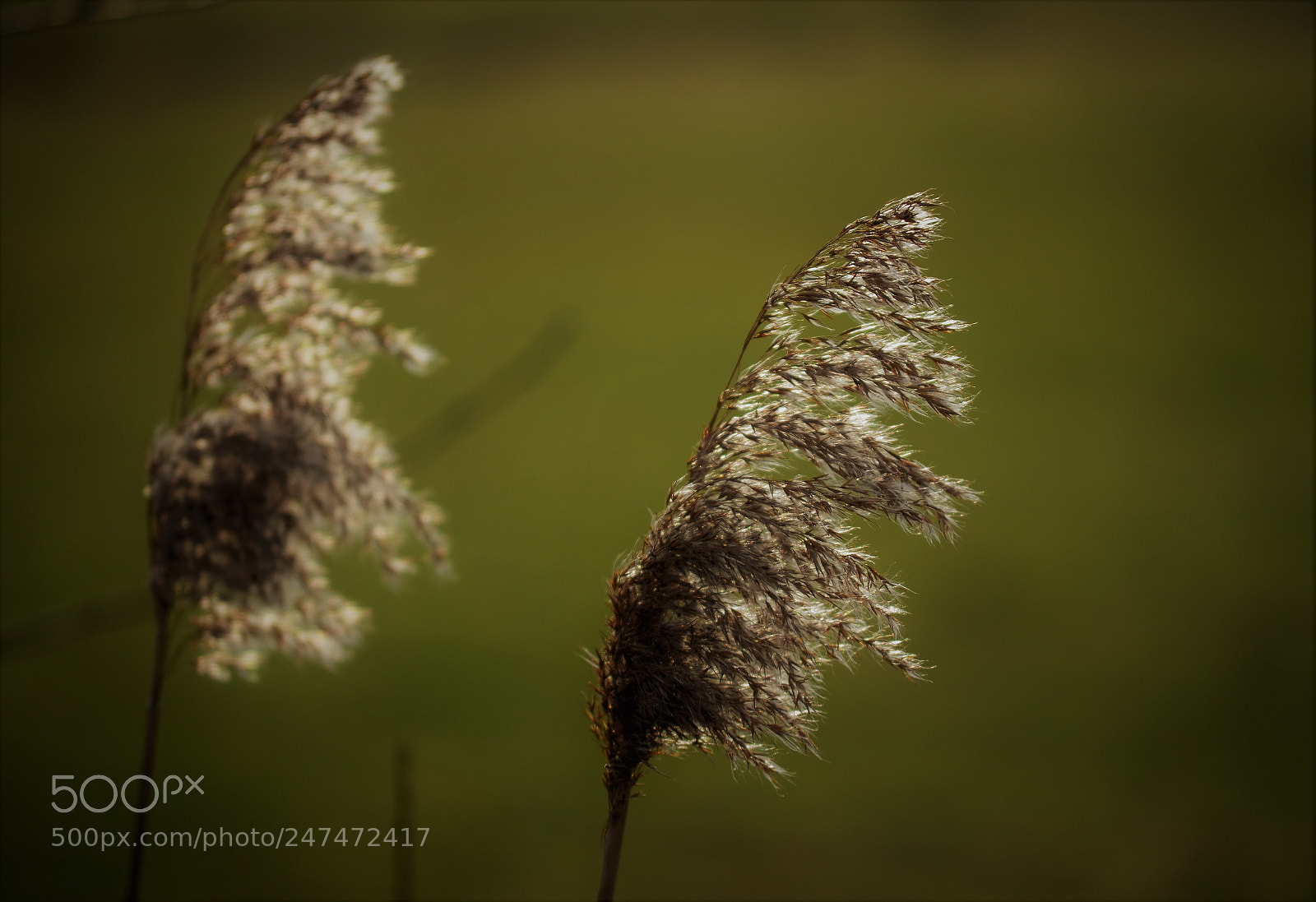Nikon D5100 sample photo. Like feathers photography