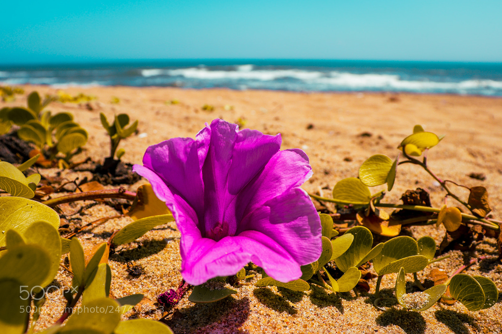 Canon EOS 200D (EOS Rebel SL2 / EOS Kiss X9) sample photo. A lonely flower on photography