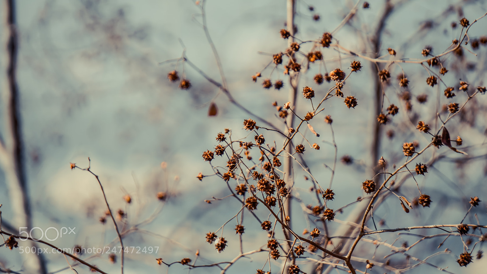 Sony a6300 sample photo. Autumn feels photography