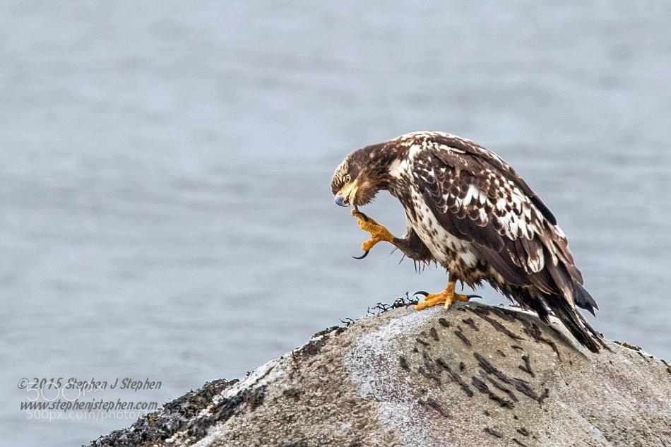Canon EOS 7D Mark II sample photo. "scratch that itch" photography