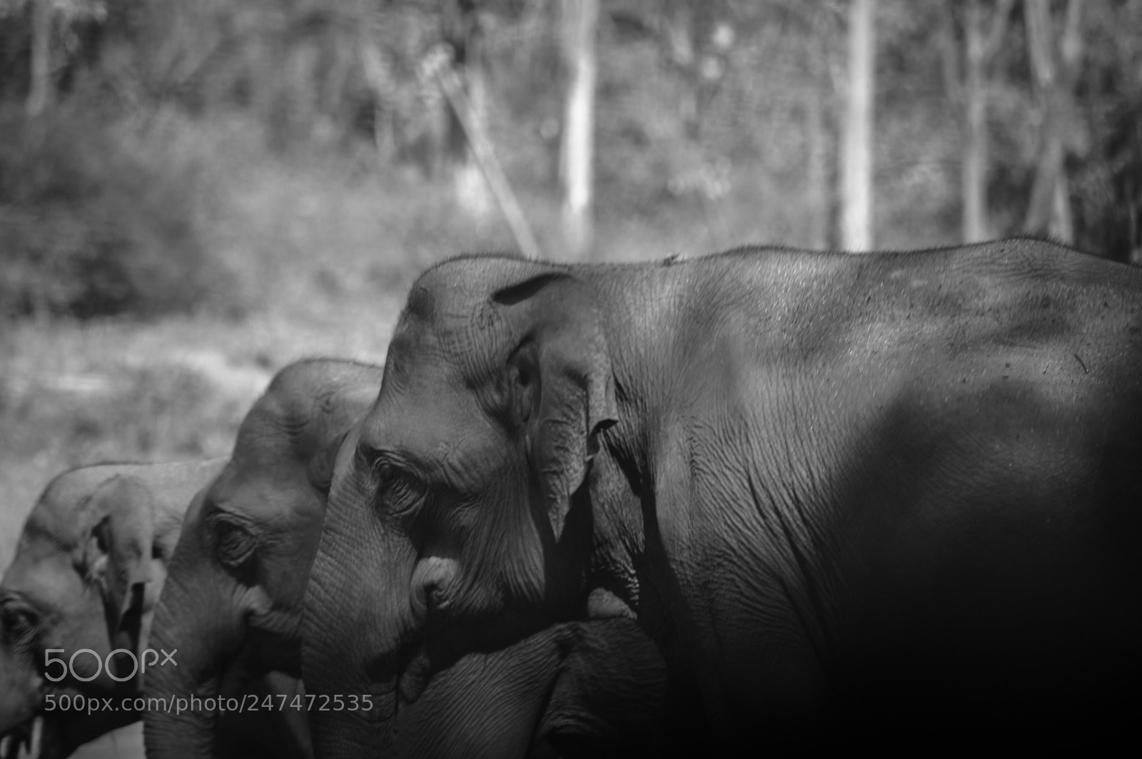 Nikon D3200 sample photo. Elephants photography