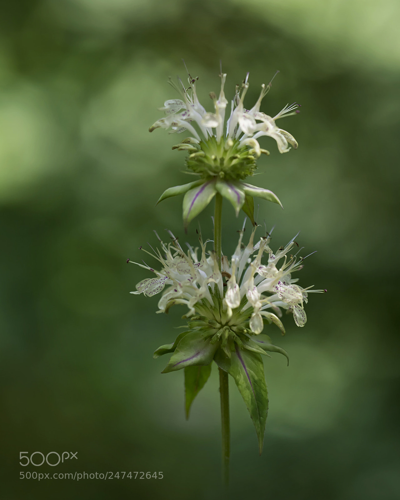 Nikon D7100 sample photo. Downy wood mint photography