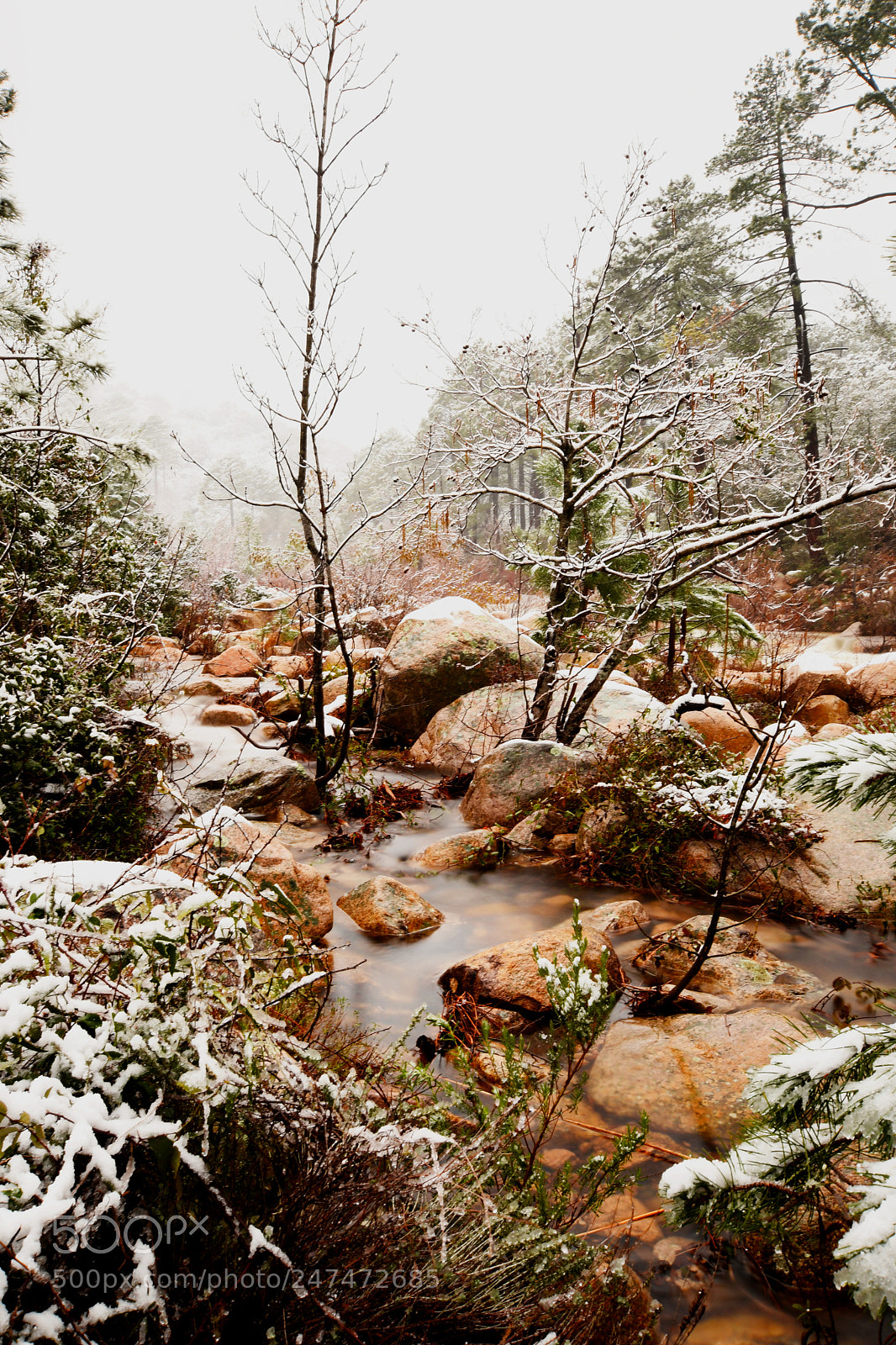 Nikon D7500 sample photo. Rivisnow photography