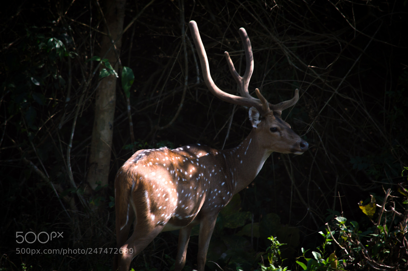 Nikon D3200 sample photo. Deer photography