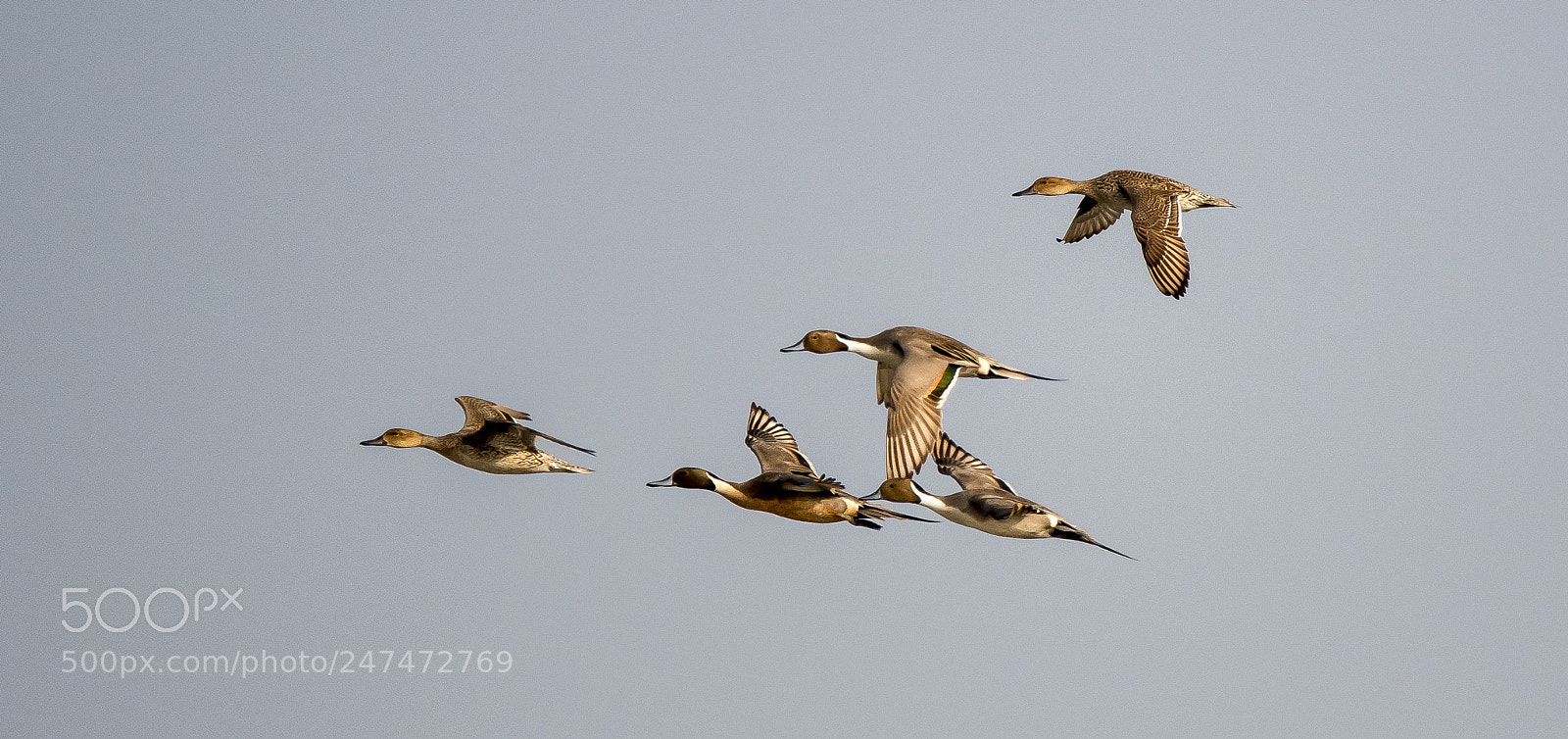 Nikon D500 sample photo. The glorious flock of photography