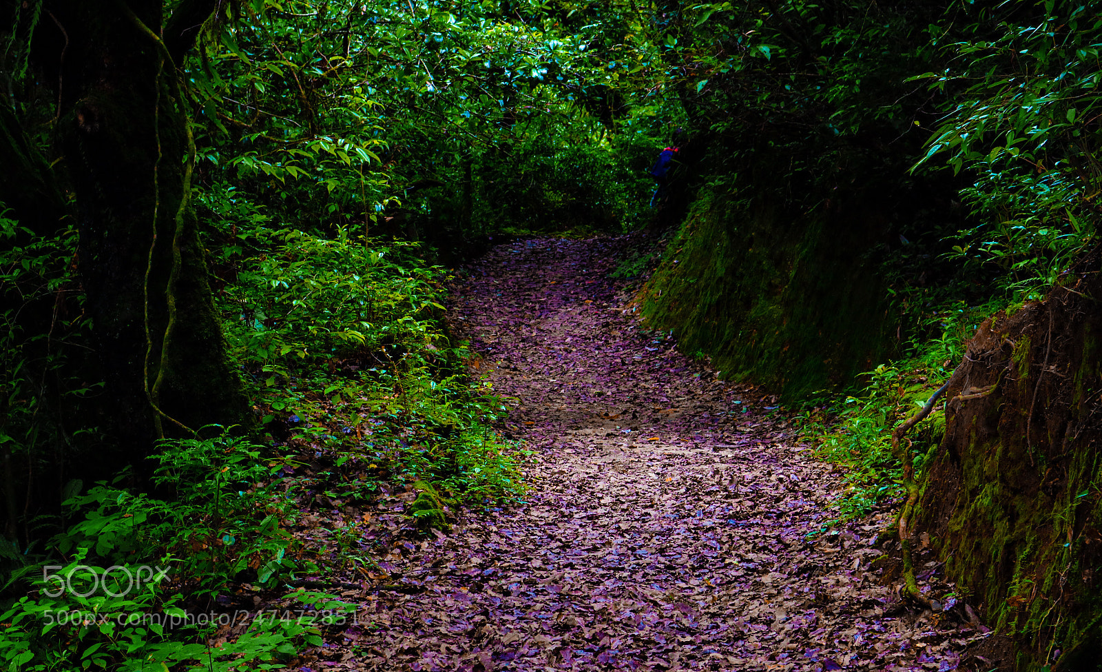 Canon EOS 750D (EOS Rebel T6i / EOS Kiss X8i) sample photo. Green walk photography